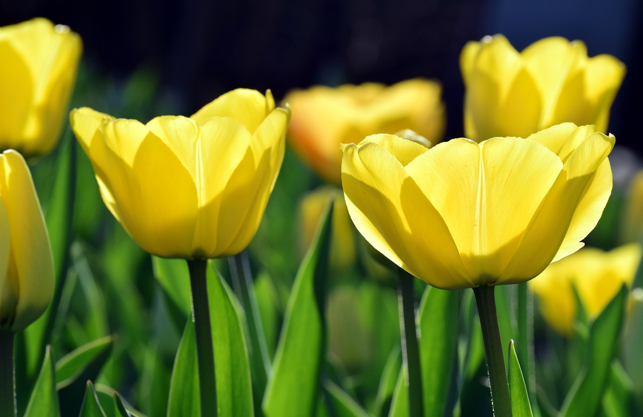 bright  backlighting  yellow free photo