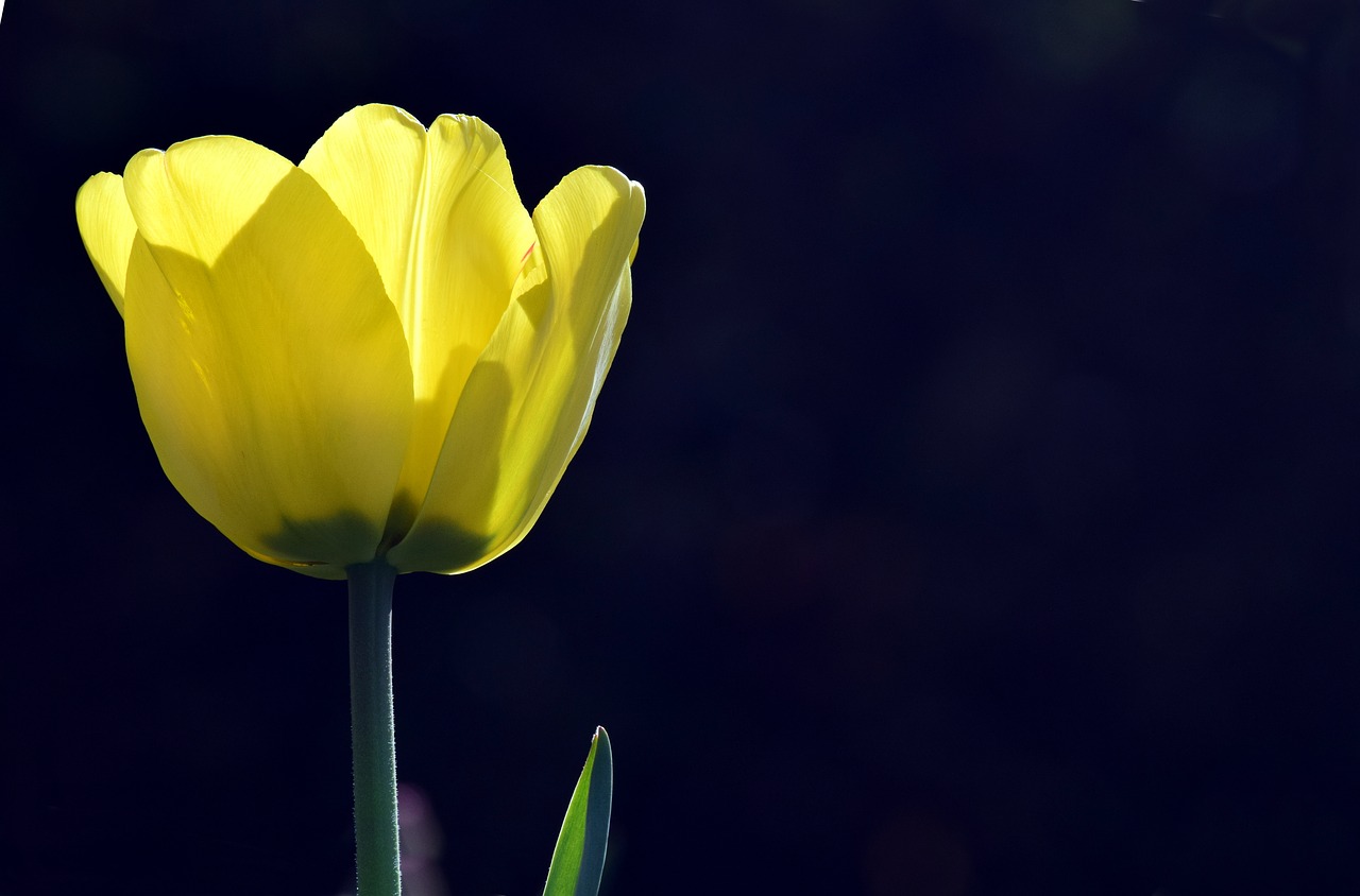 bright  backlighting  yellow free photo