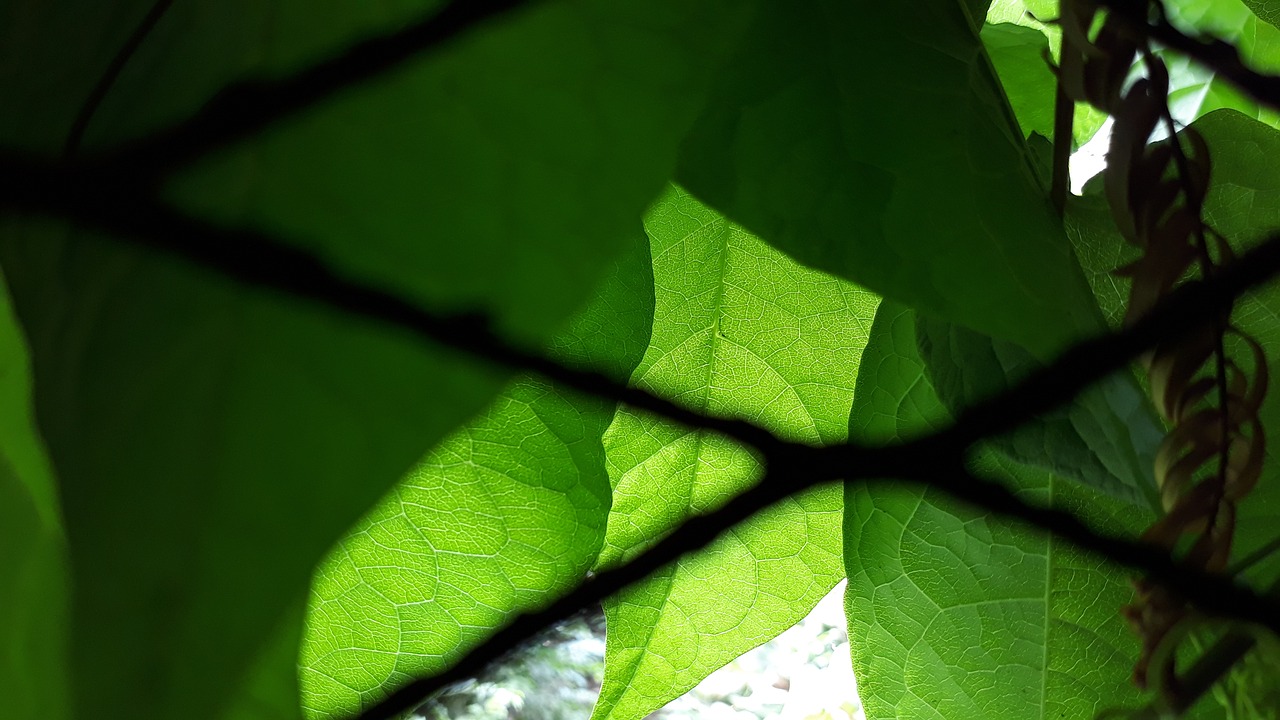 bright  green  leaf free photo