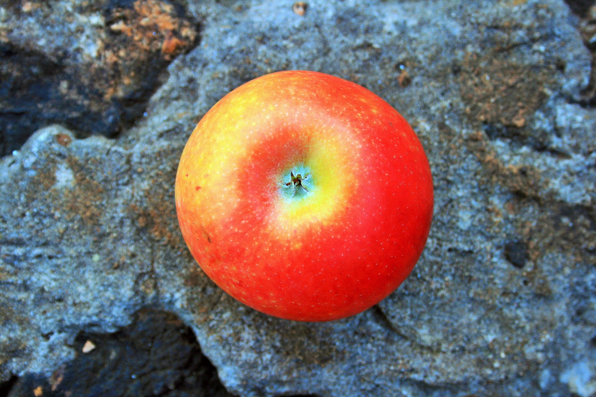 fruit apple red free photo