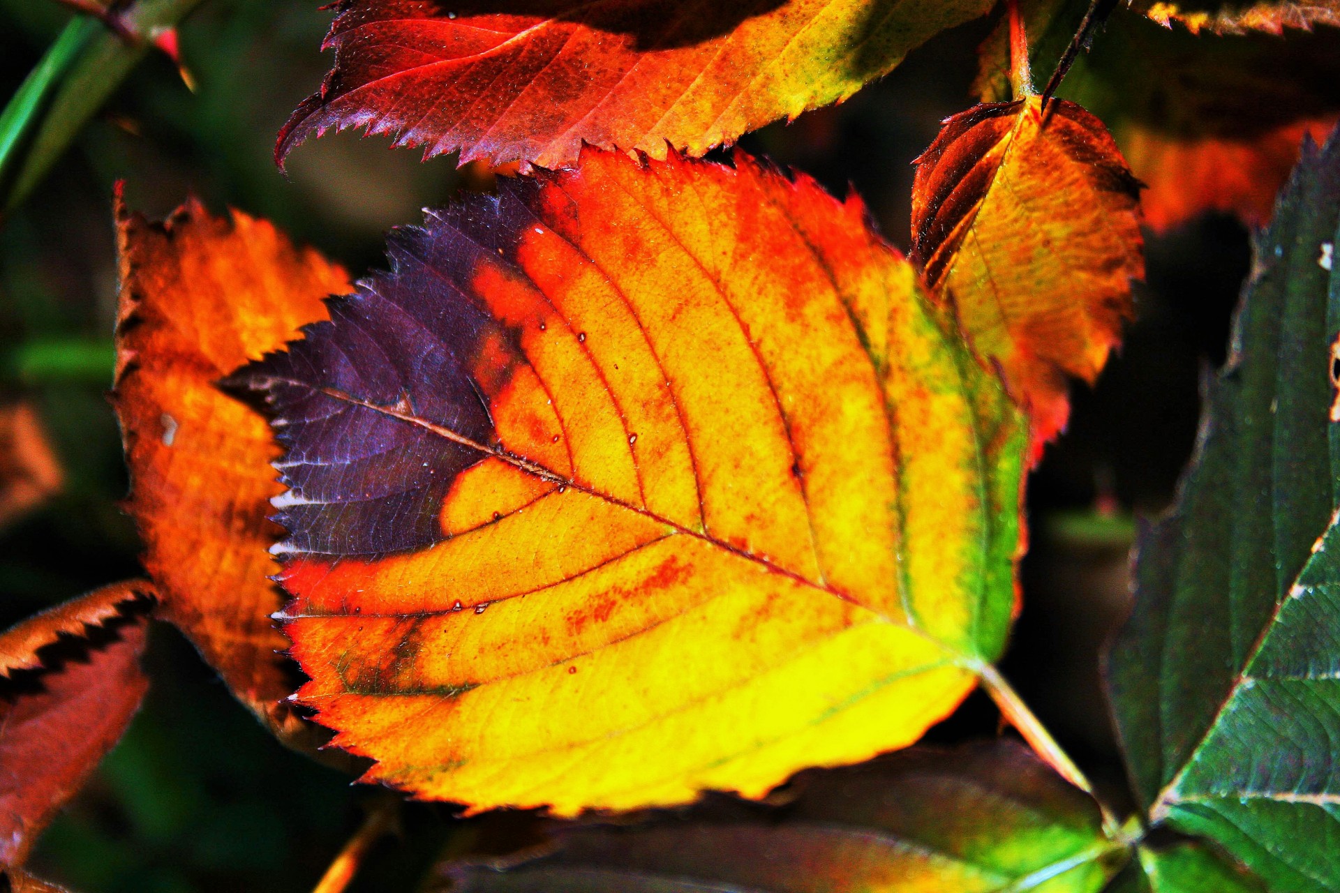 leaf bramble serrated free photo