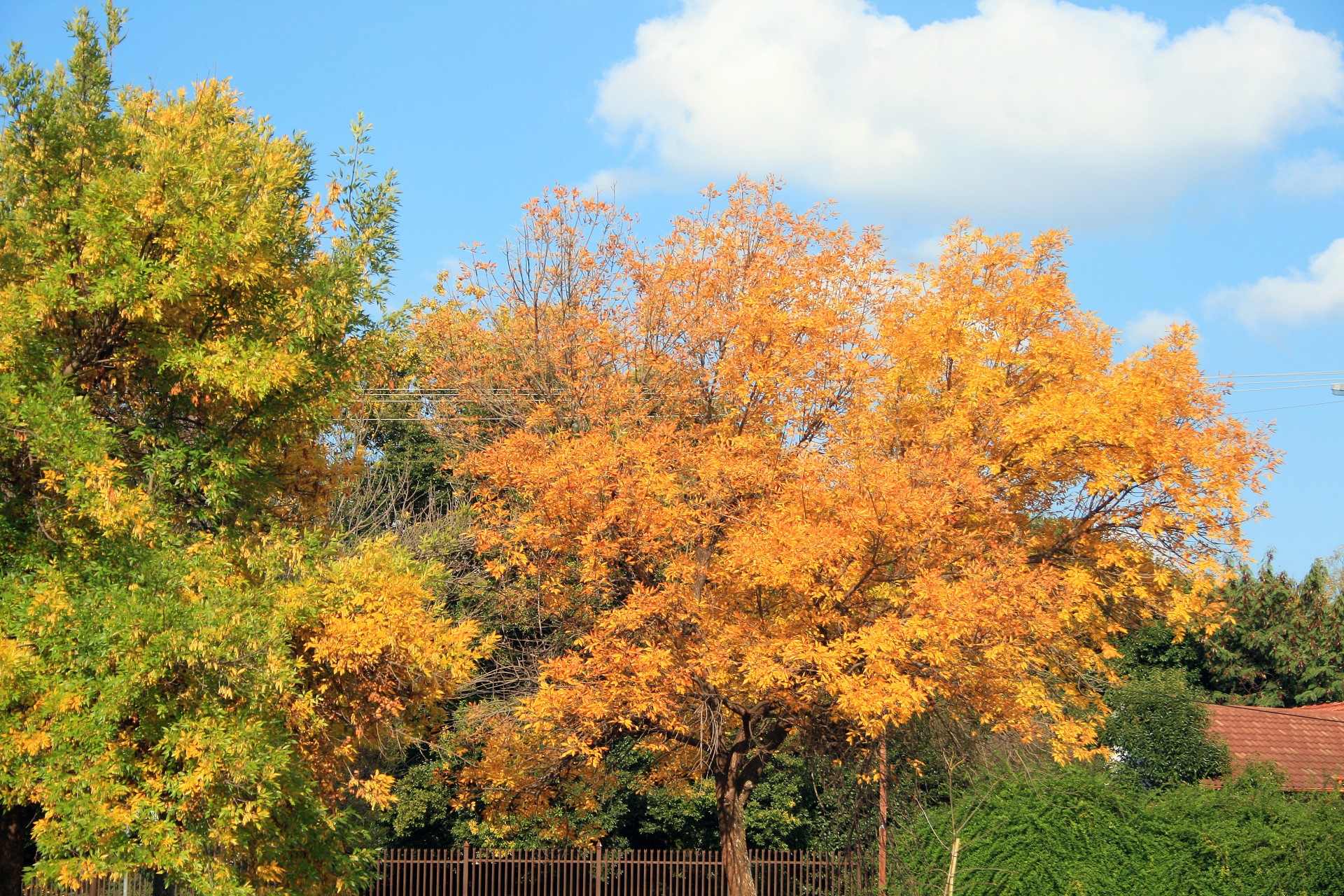 trees yellow autumn free photo