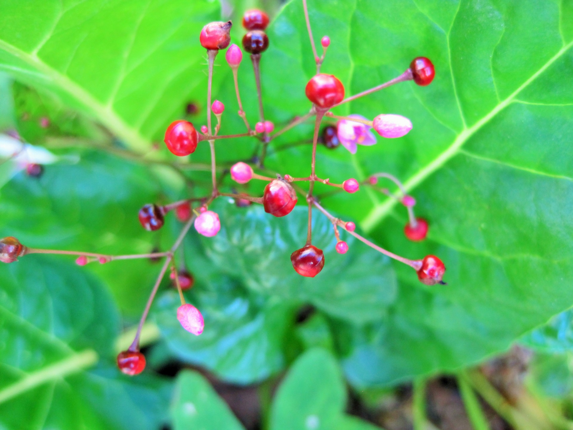 small red dark pink free photo