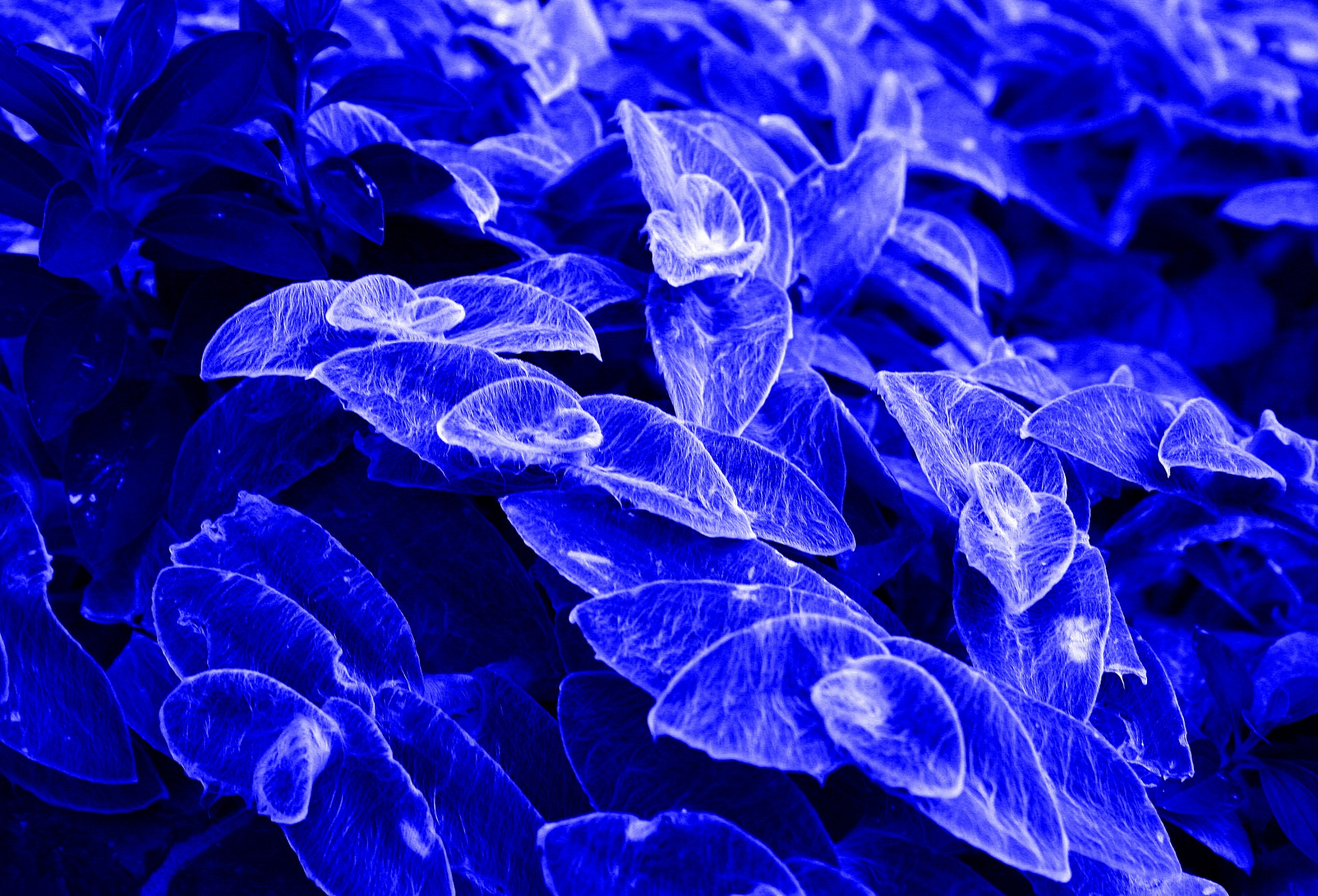 leaves hairy blue free photo