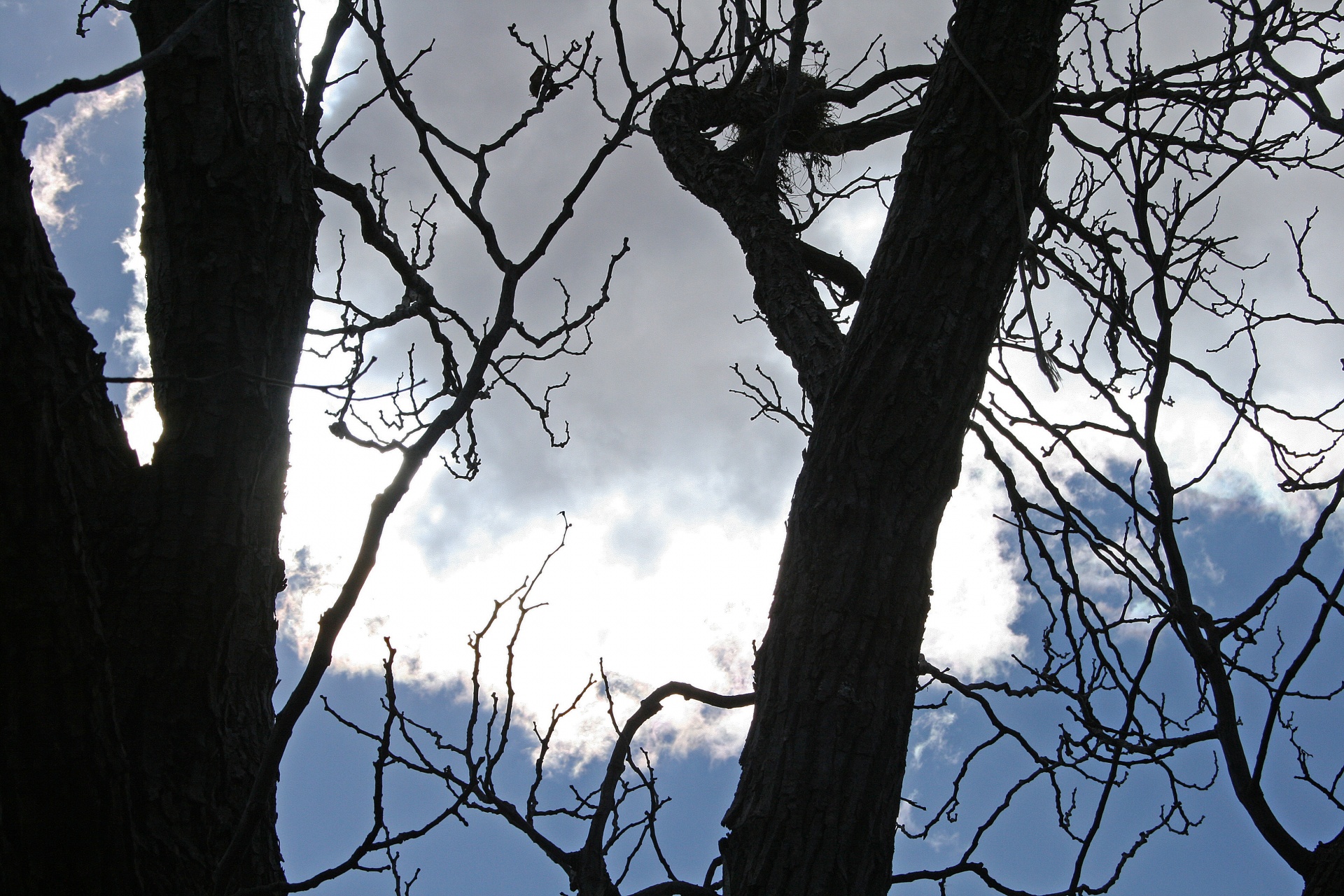 tree branches thick free photo