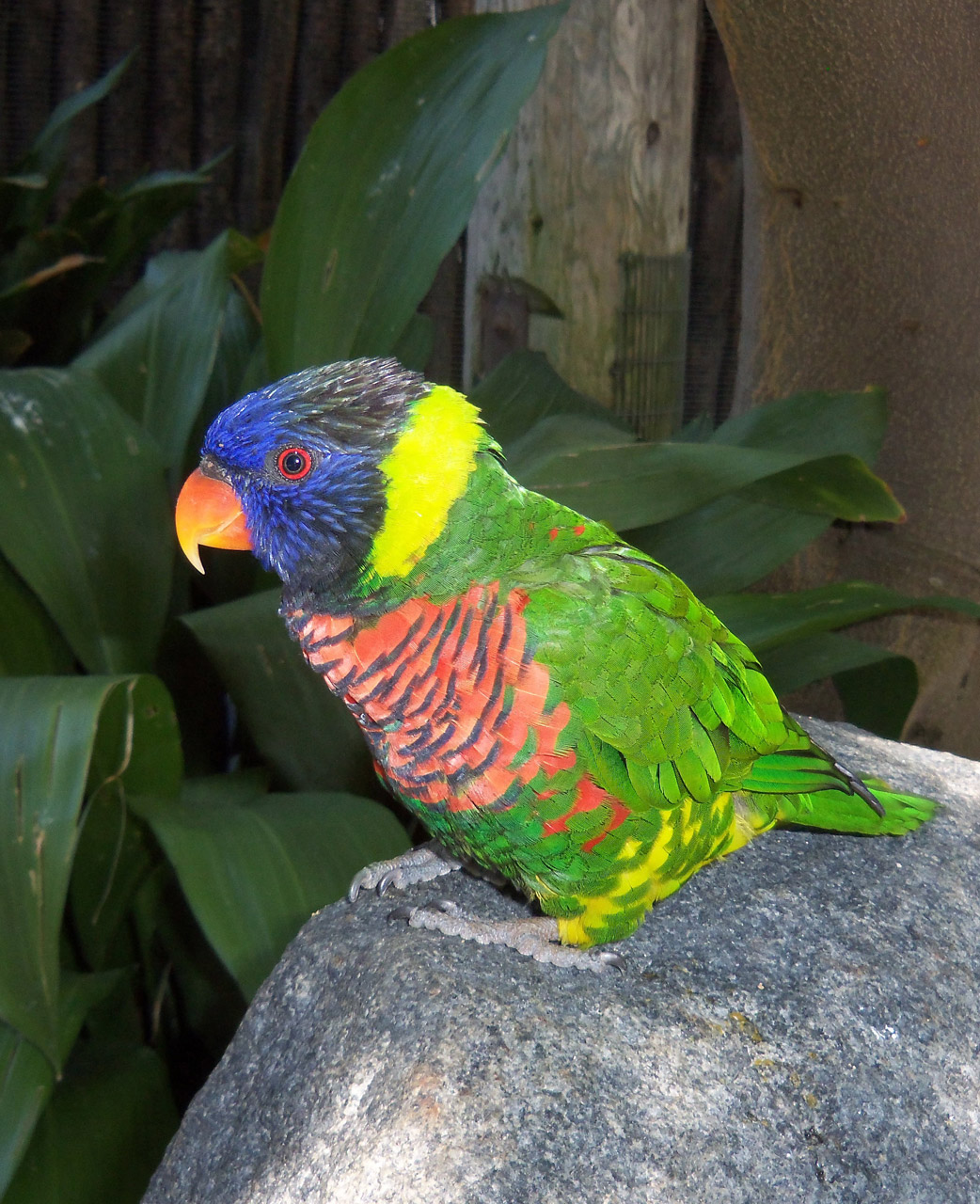 bright colorful parrot free photo