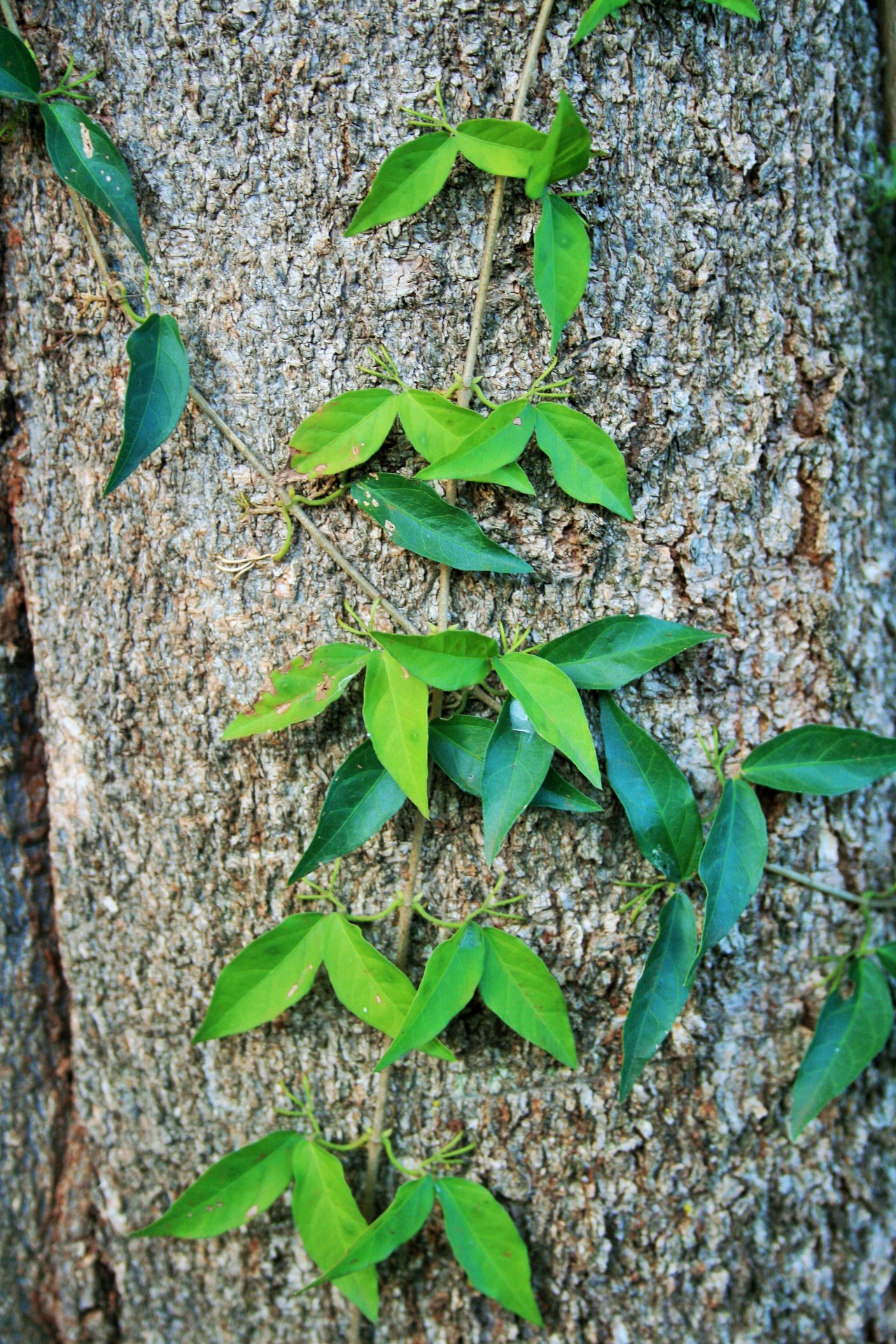 creeper climber green free photo