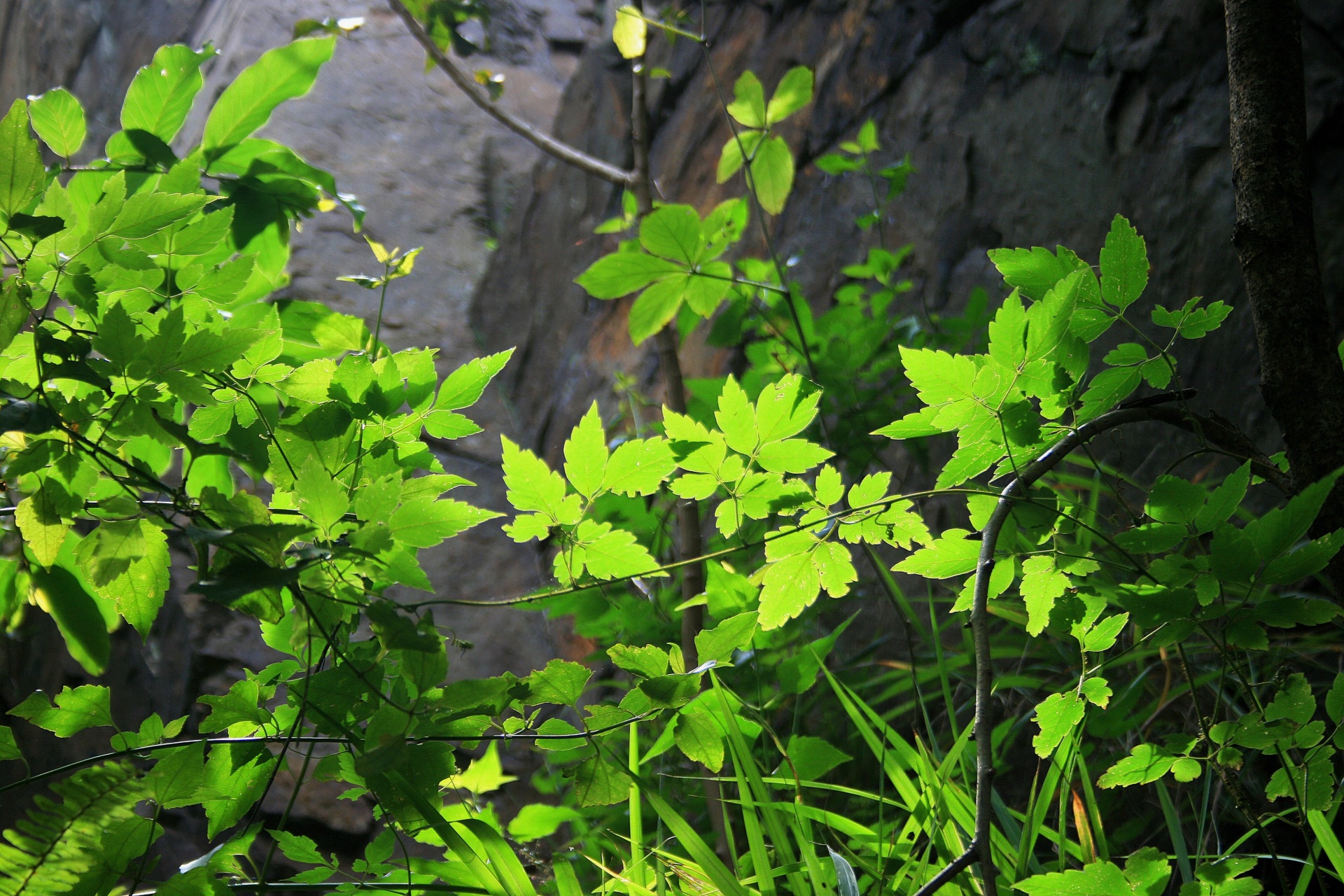 leaves light green free photo