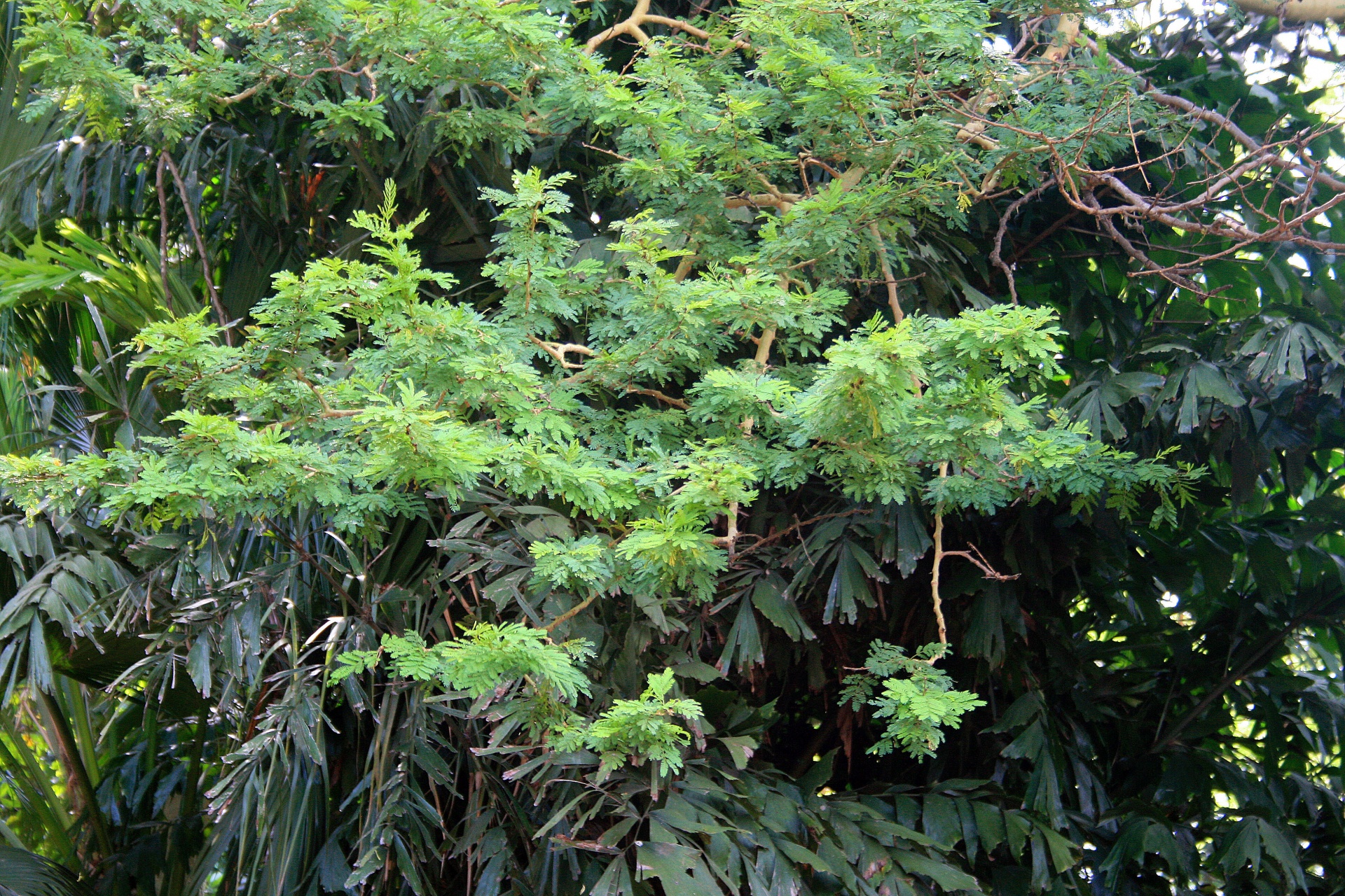 tree leaf clusters foliage free photo