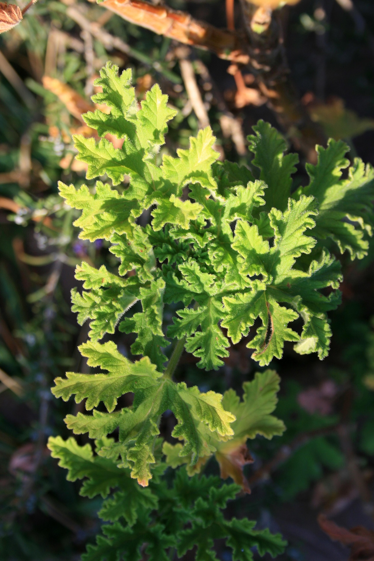 leaves green scalloped free photo