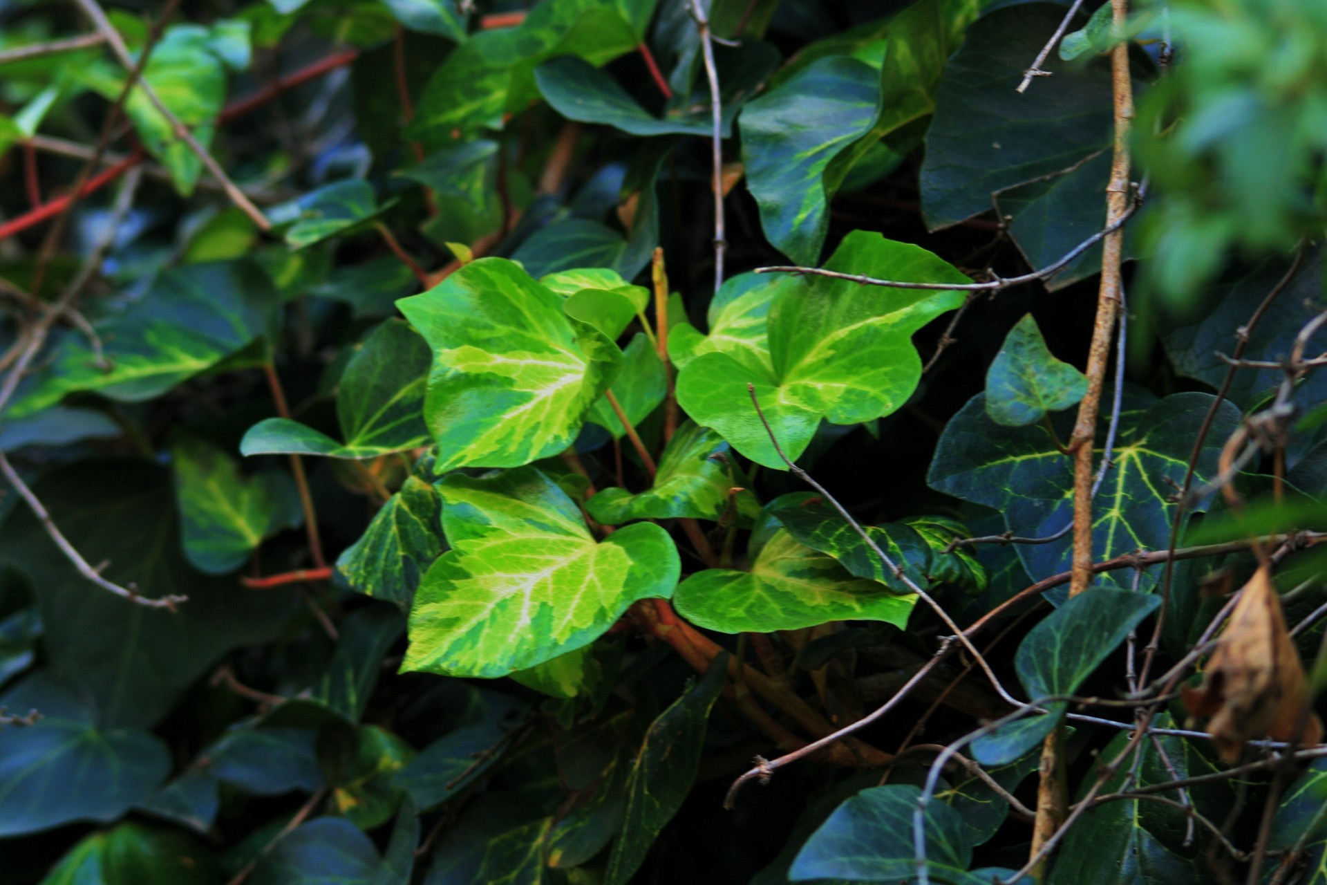 leaves ivy green free photo