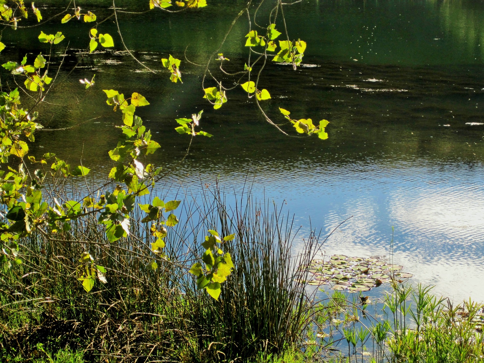 water pond leaves free photo