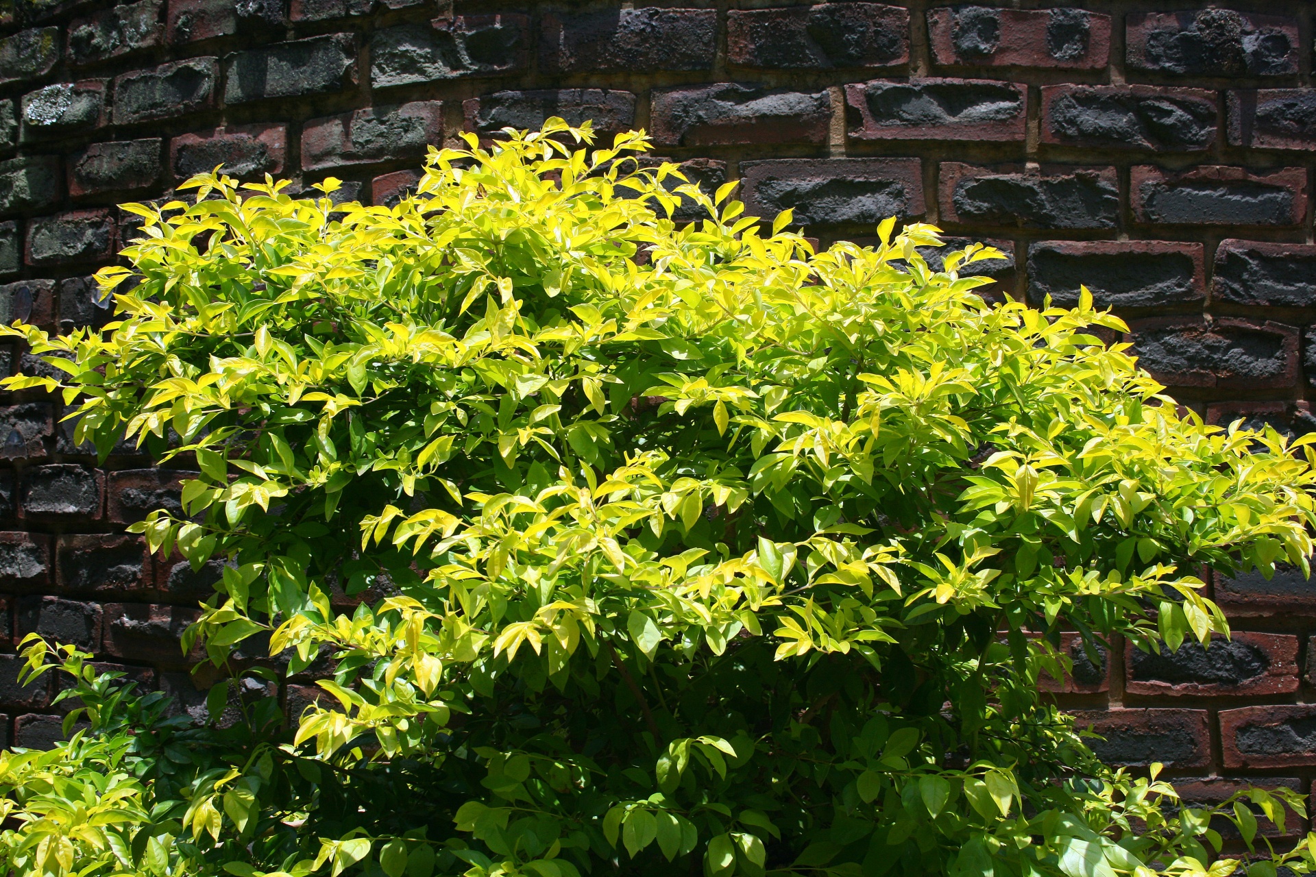 shrub foliage green free photo