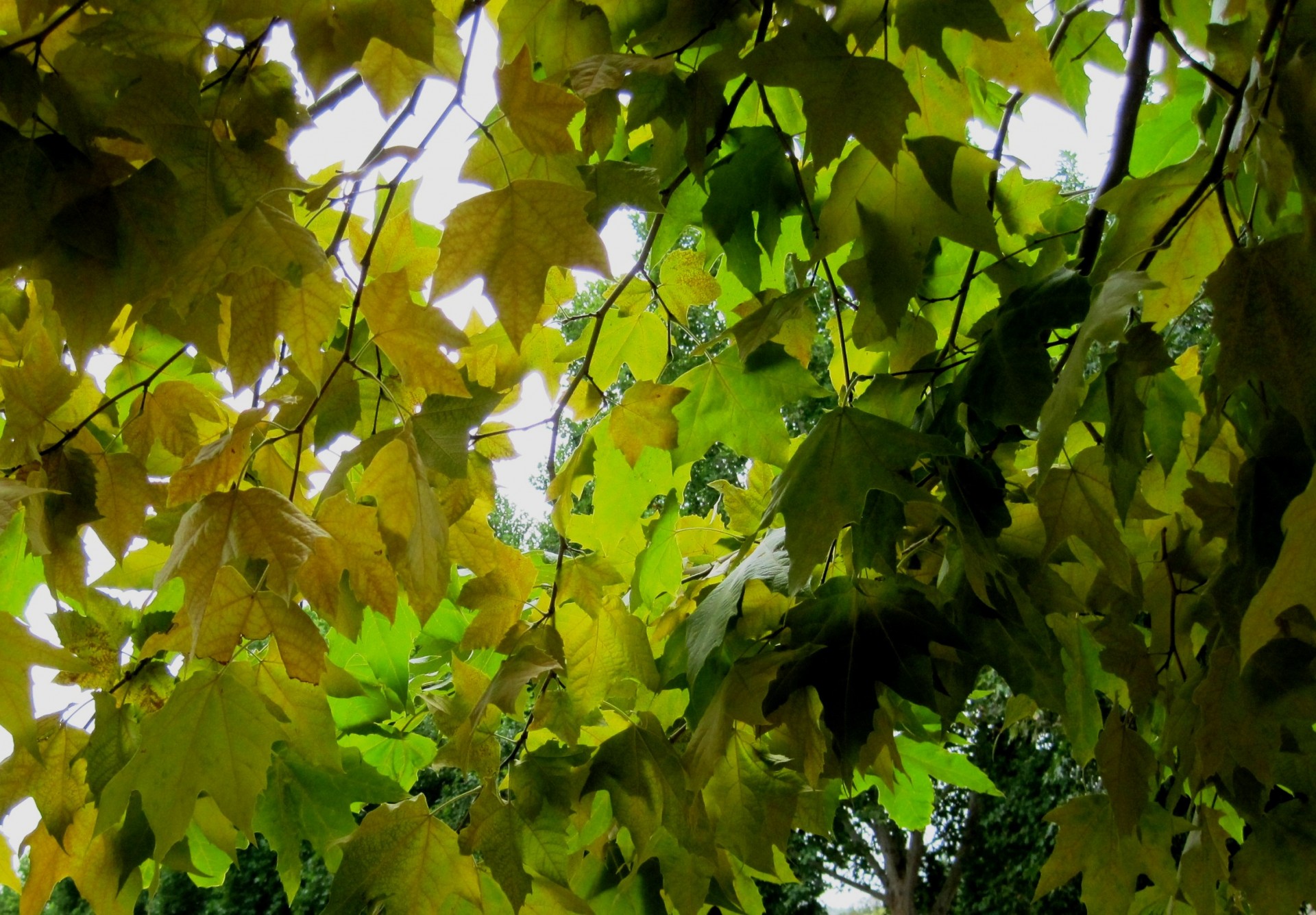 leaves bright green free photo
