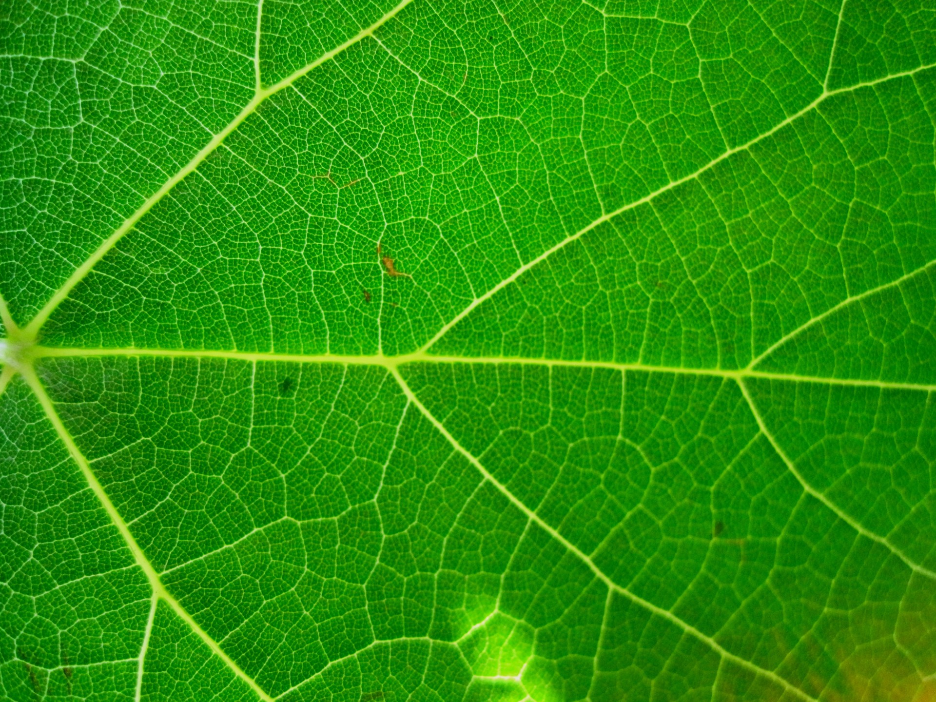 leaf green bright free photo