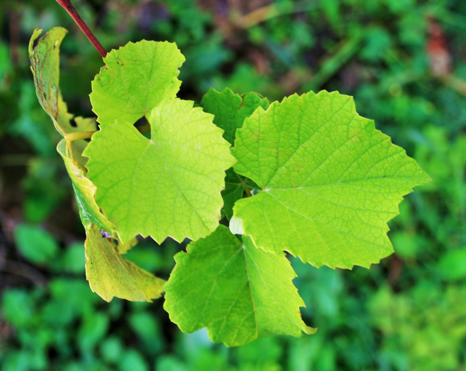 vine grape leaves free photo