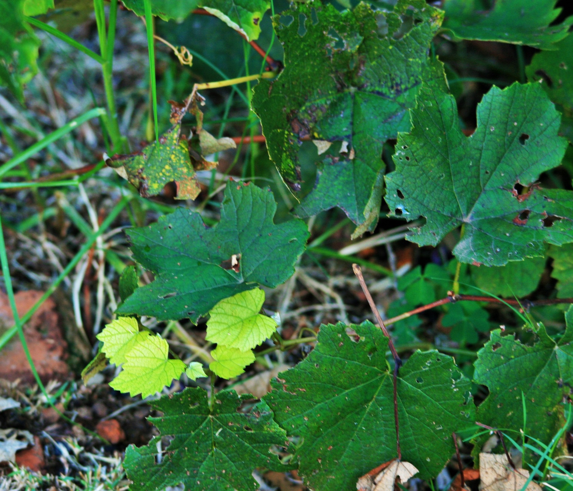 vine grape leaves free photo