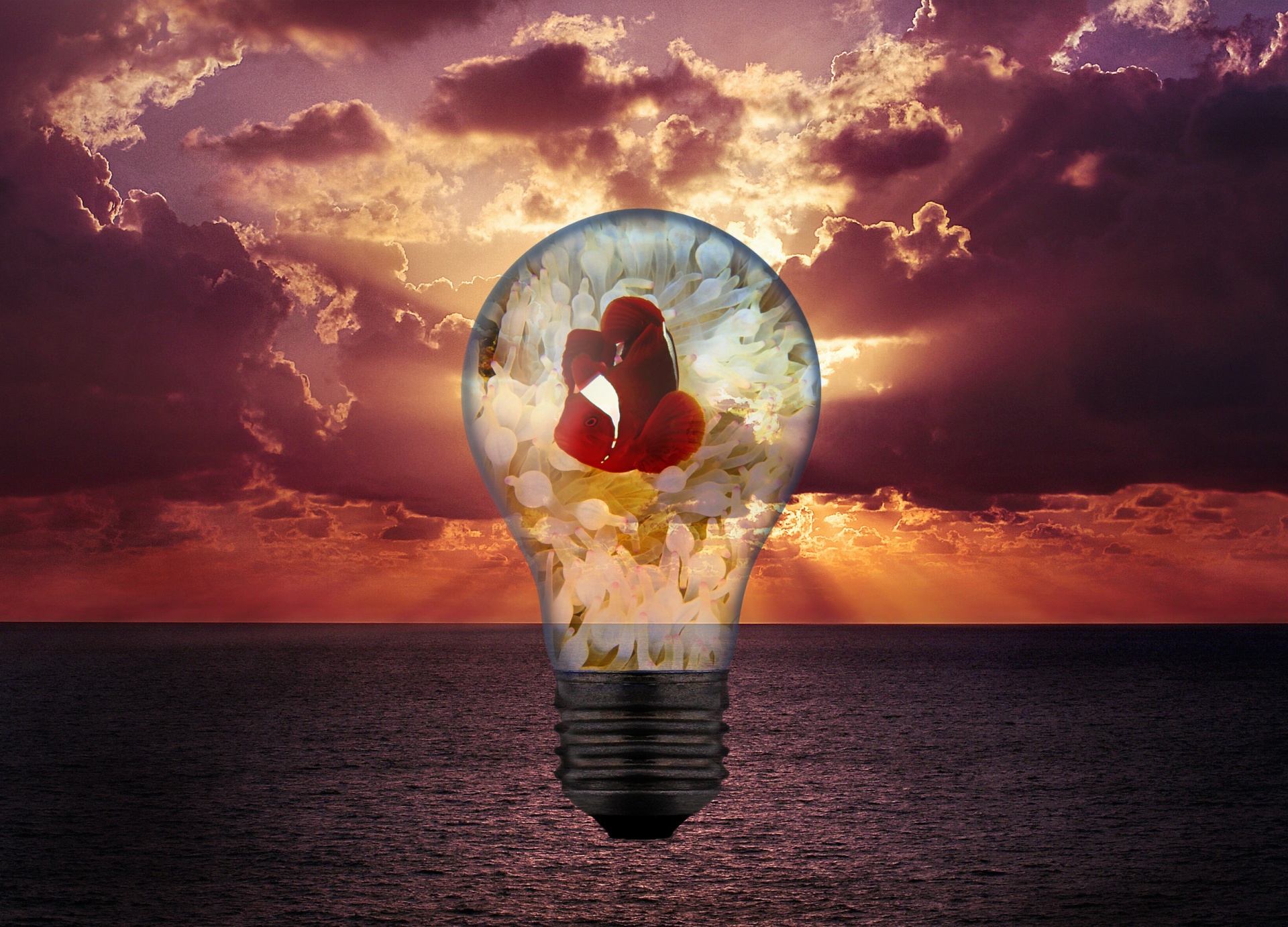 clown fish light bulb communication free photo