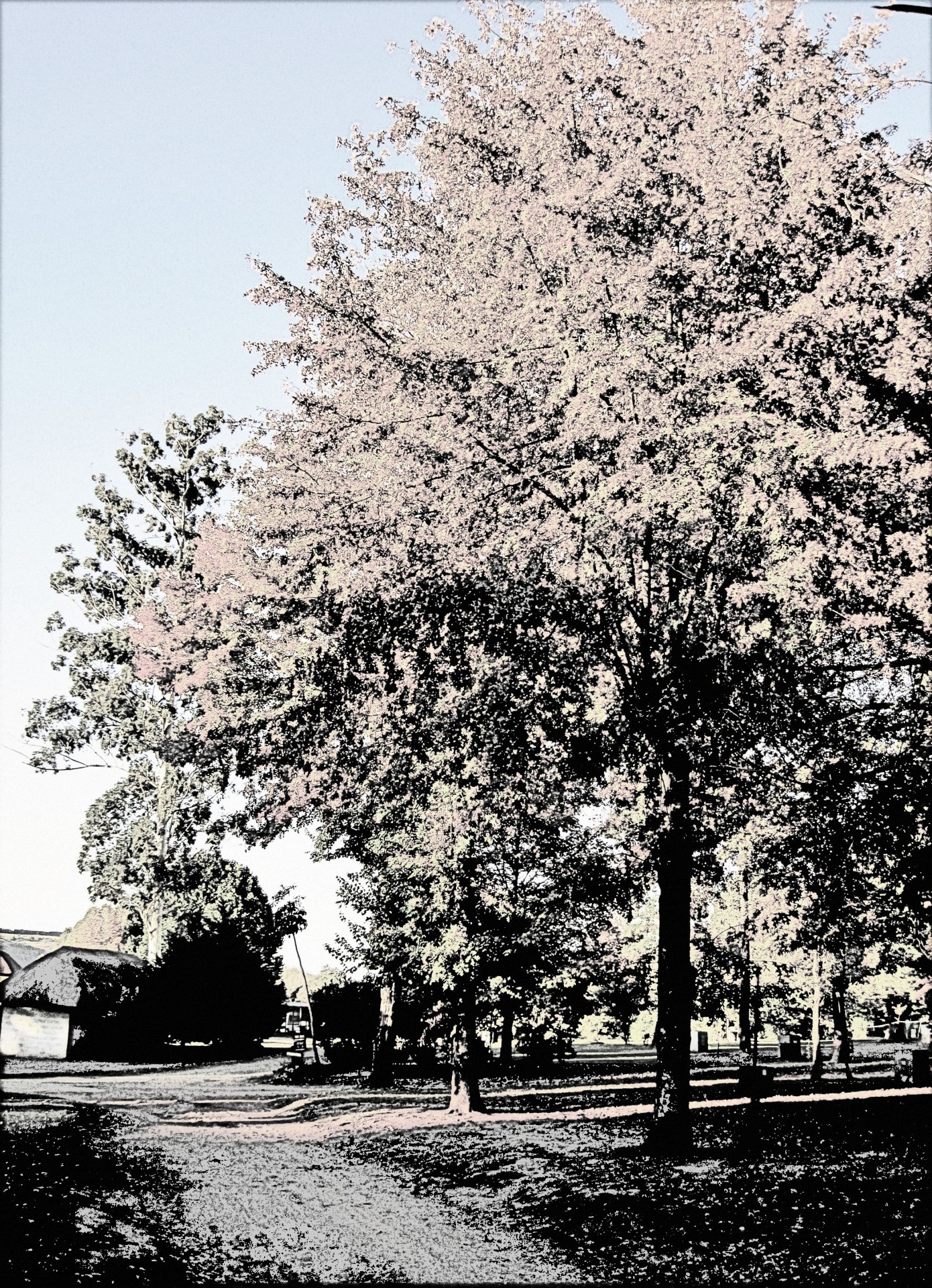 tree foliage road free photo