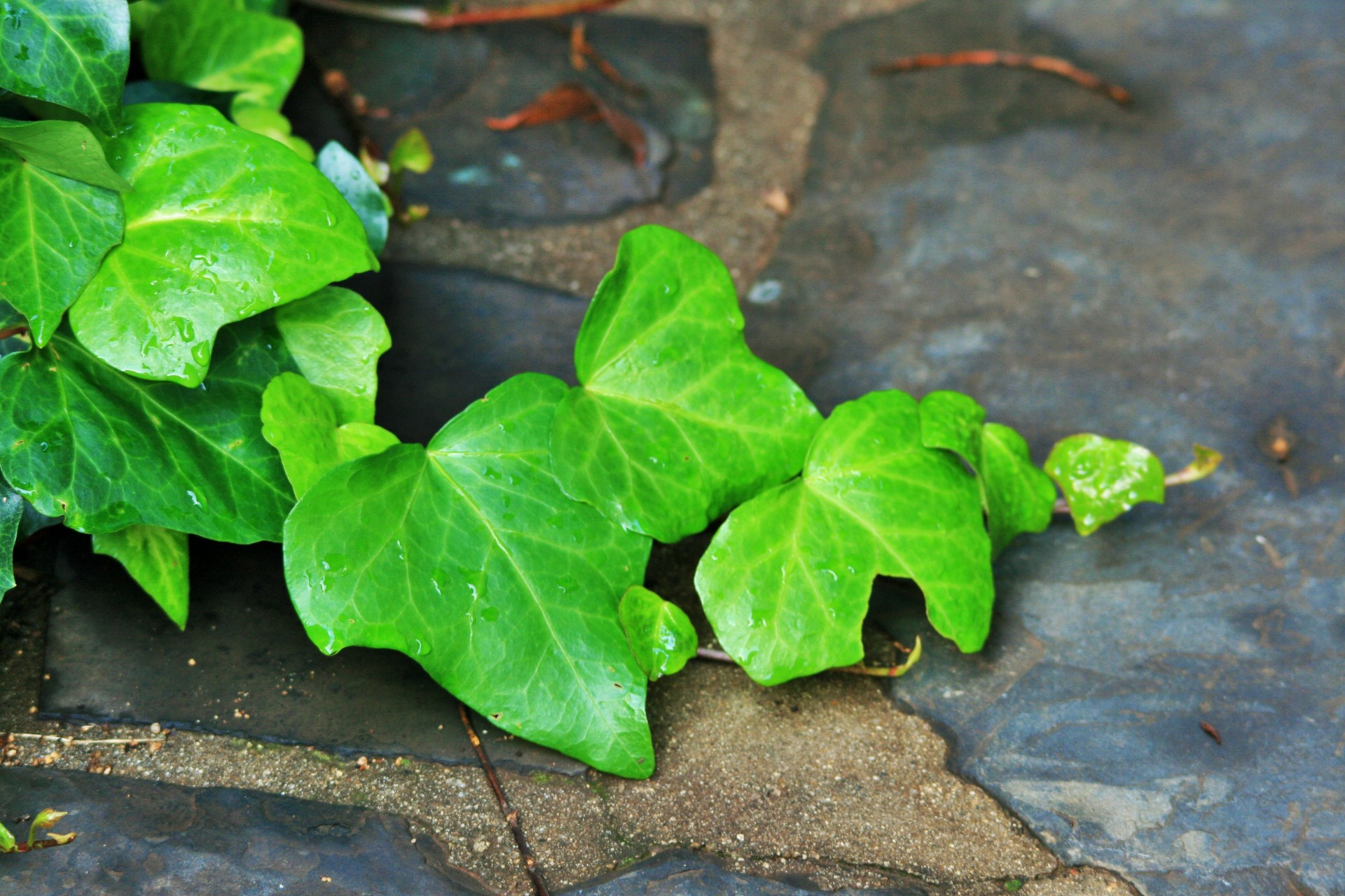 runner ivy creeper free photo