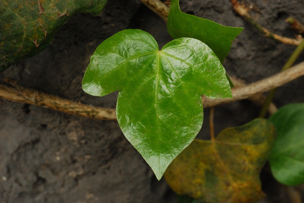 bright leaf nature green free photo