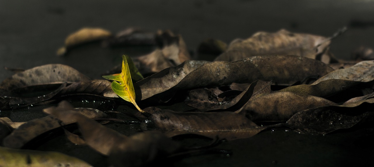 bright leaf  alive  green brown free photo