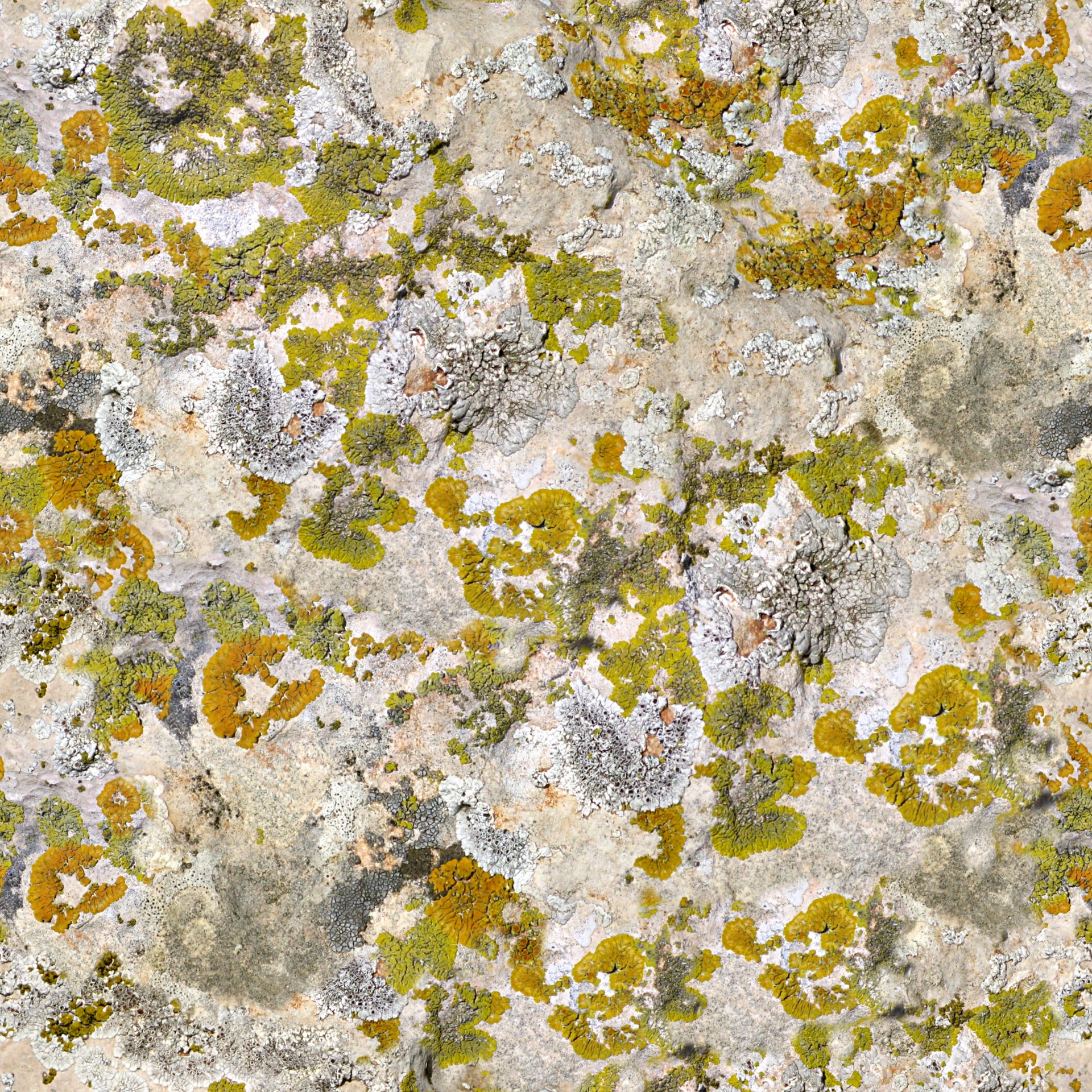 bright lichen background free photo