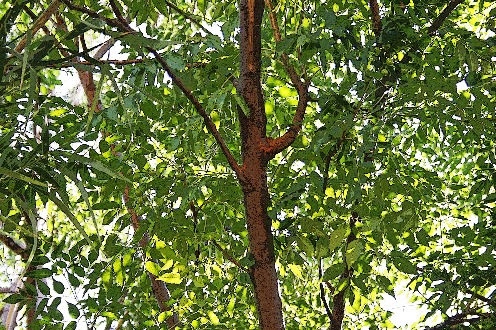 tree branches branching free photo