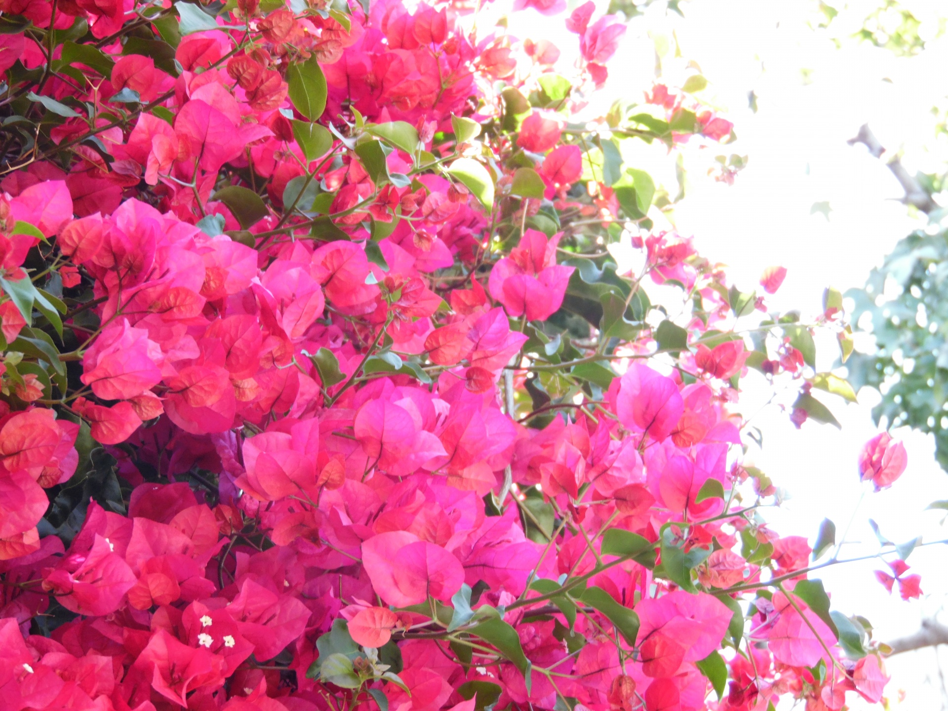 pink bougainvillea bougainvillea flowers free photo