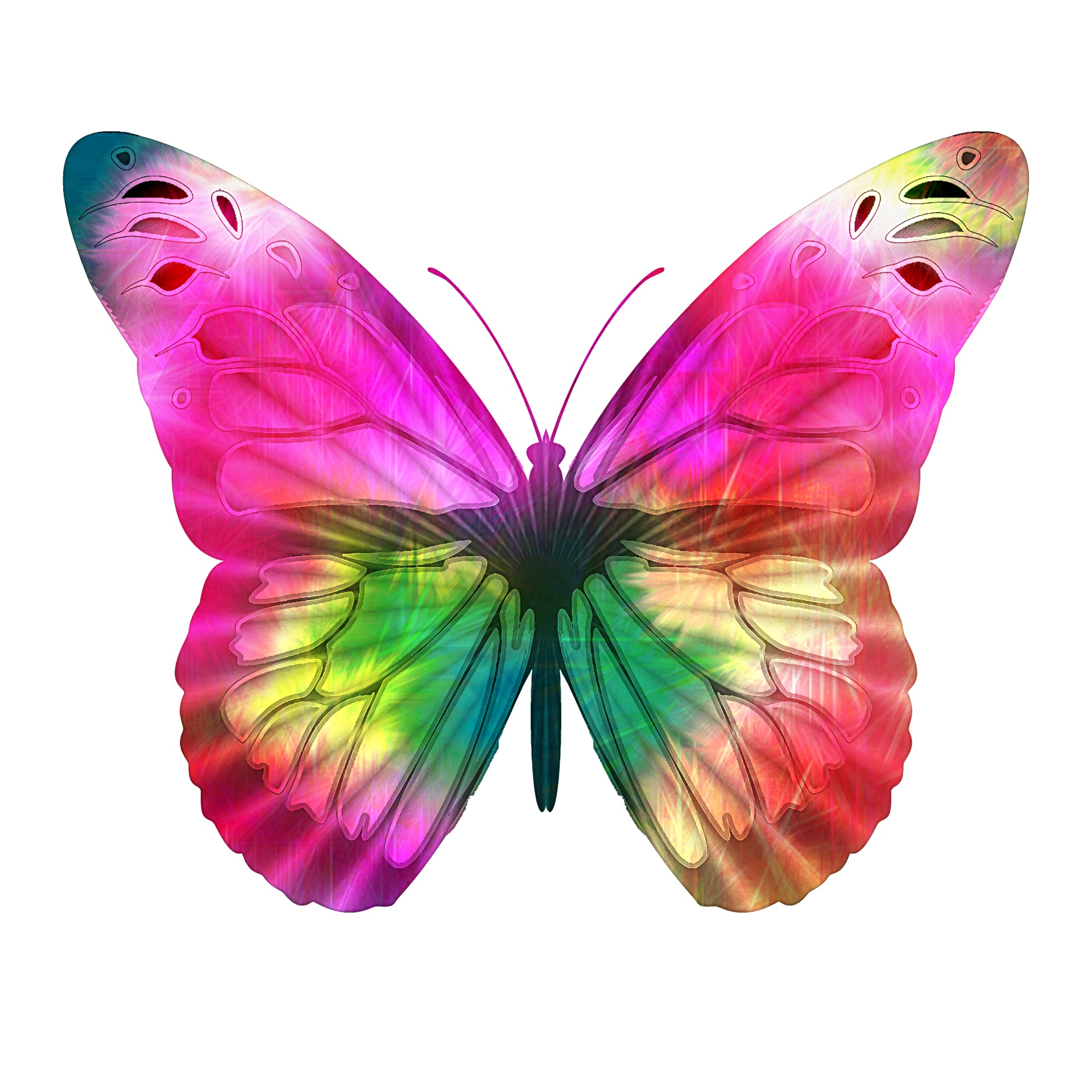 butterfly butterflies pastel pink wings free photo