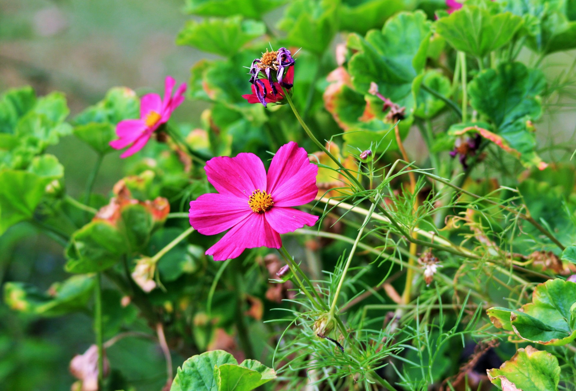 flower cosmos pink free photo