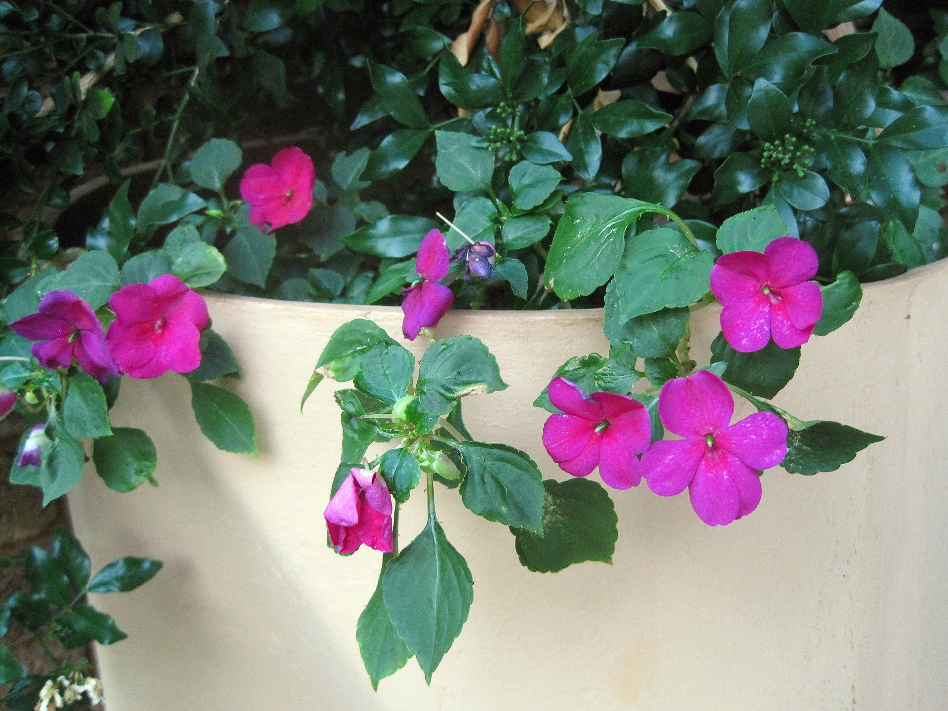 flowers pink pot free photo