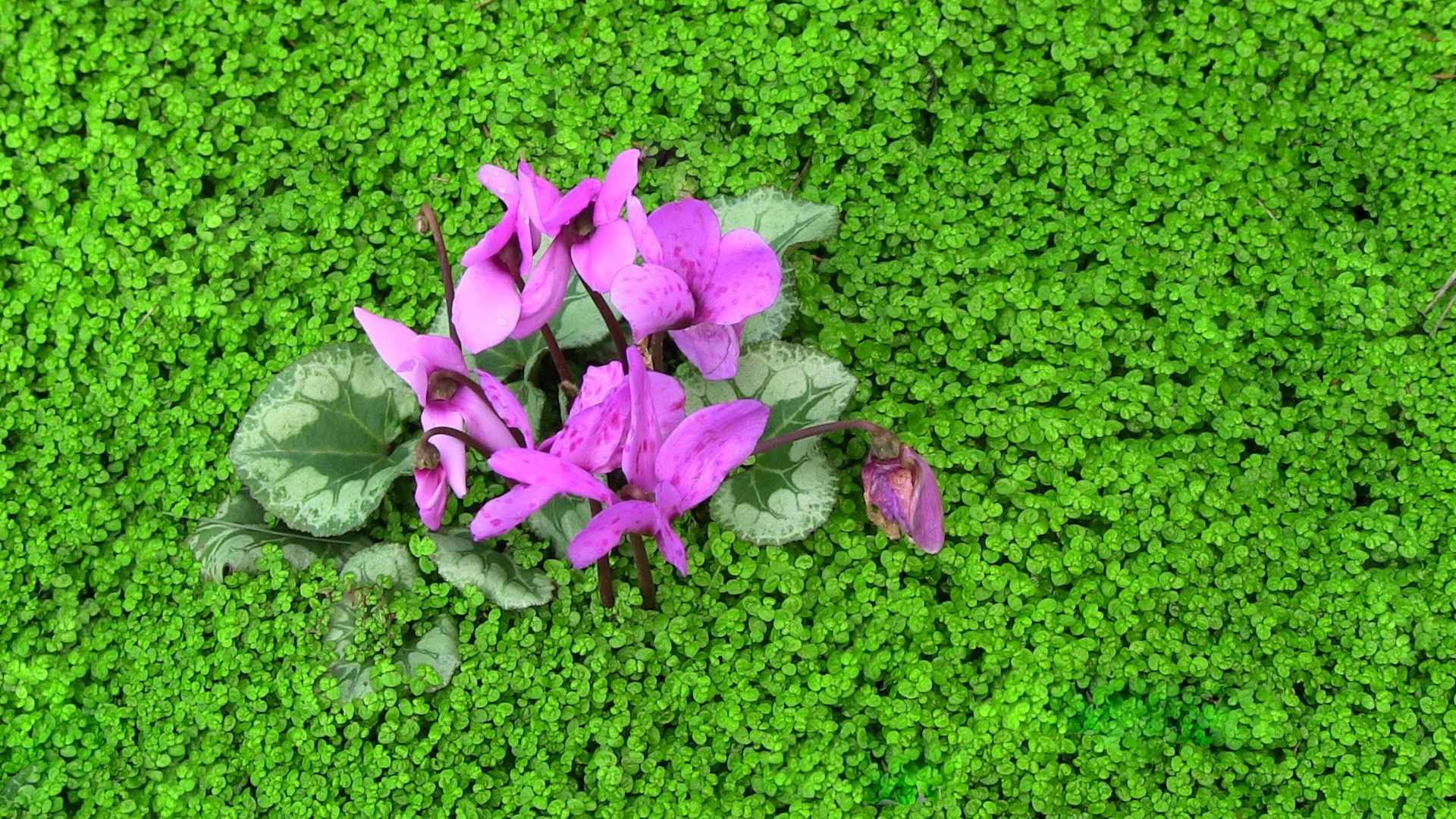 pink flowers green free photo