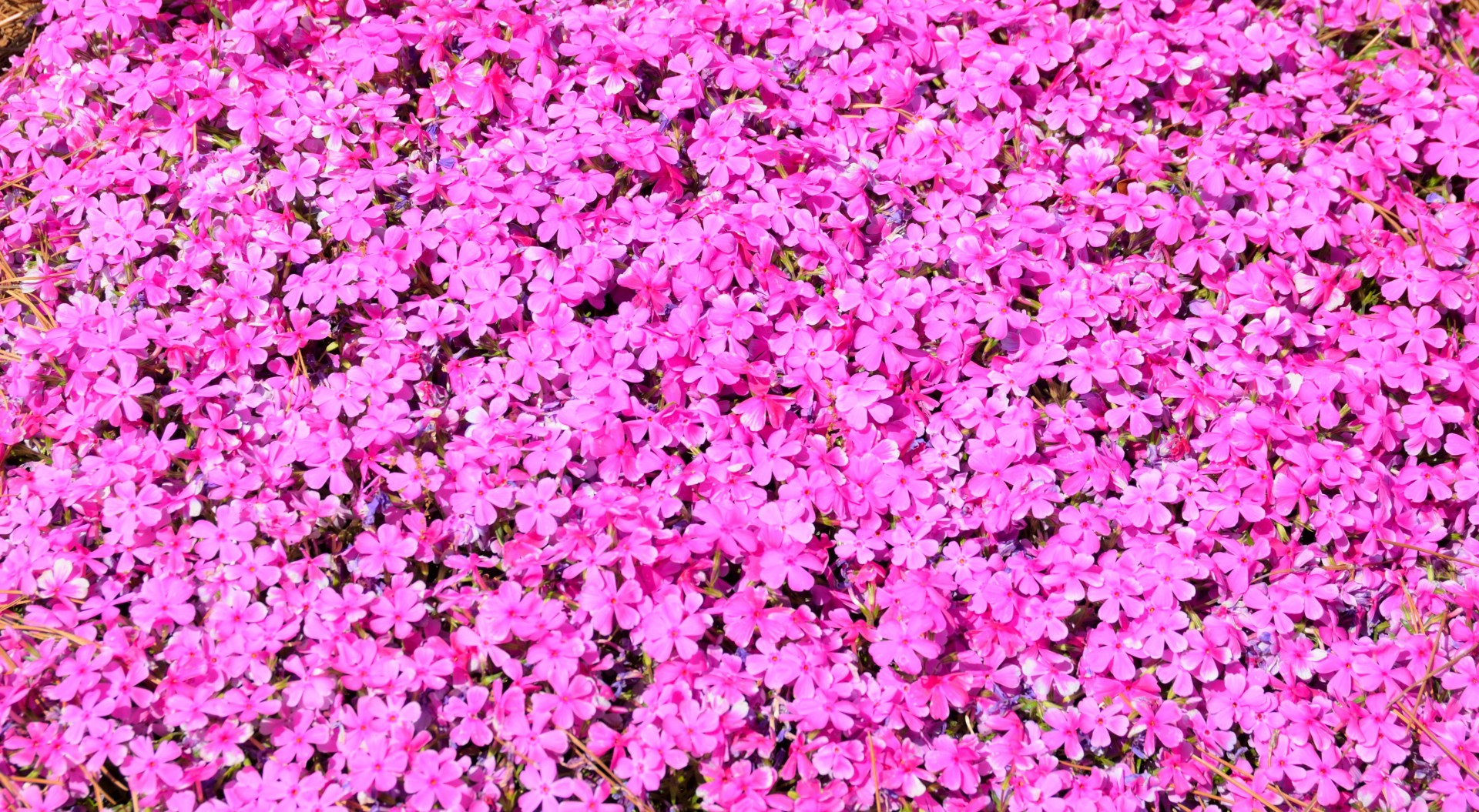 pink flowers floral free photo