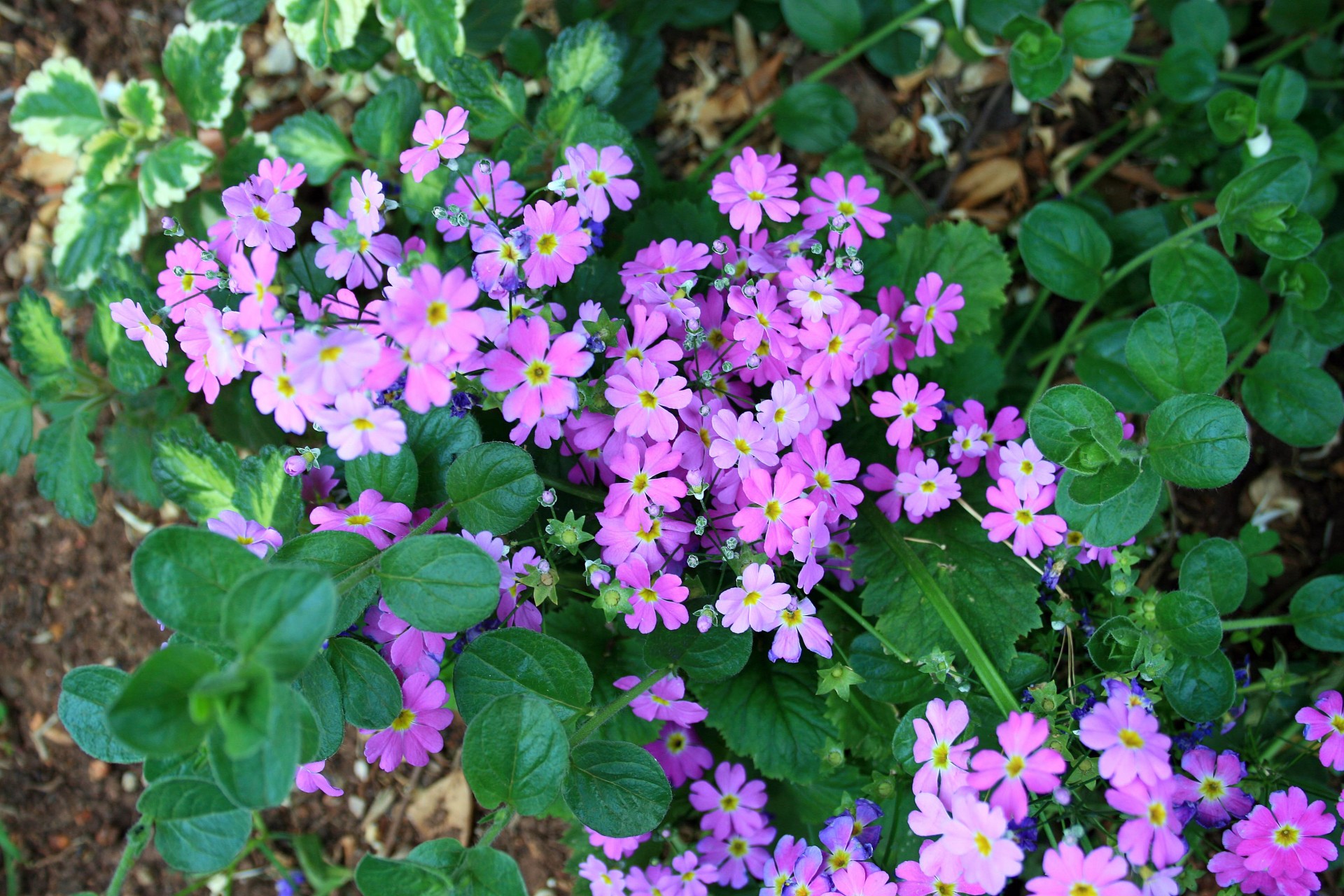 flowers purple dainty free photo