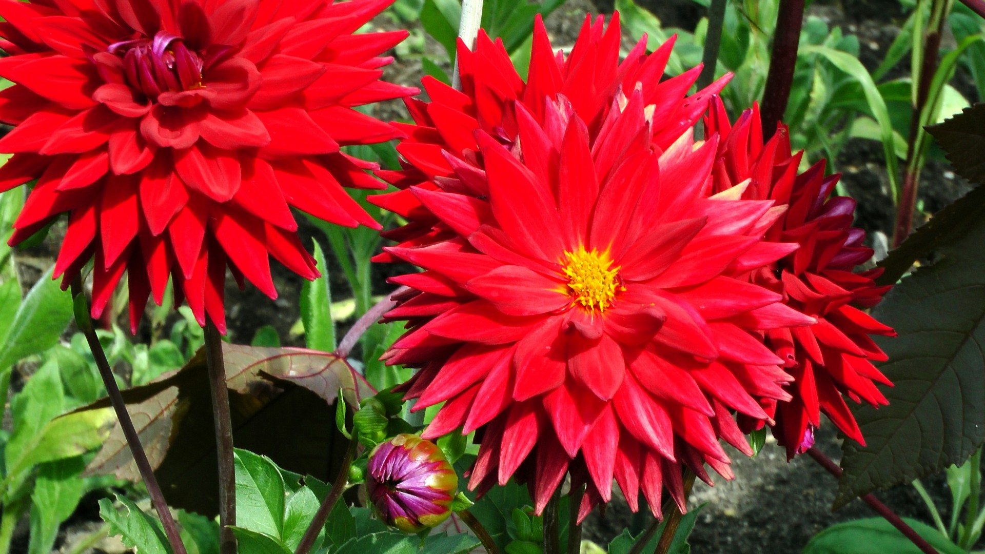 floral flower pattern bright red dahlia flowers red free photo