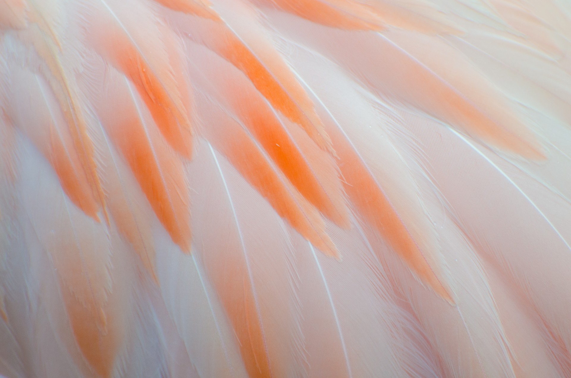 flamingo flamingos feather free photo