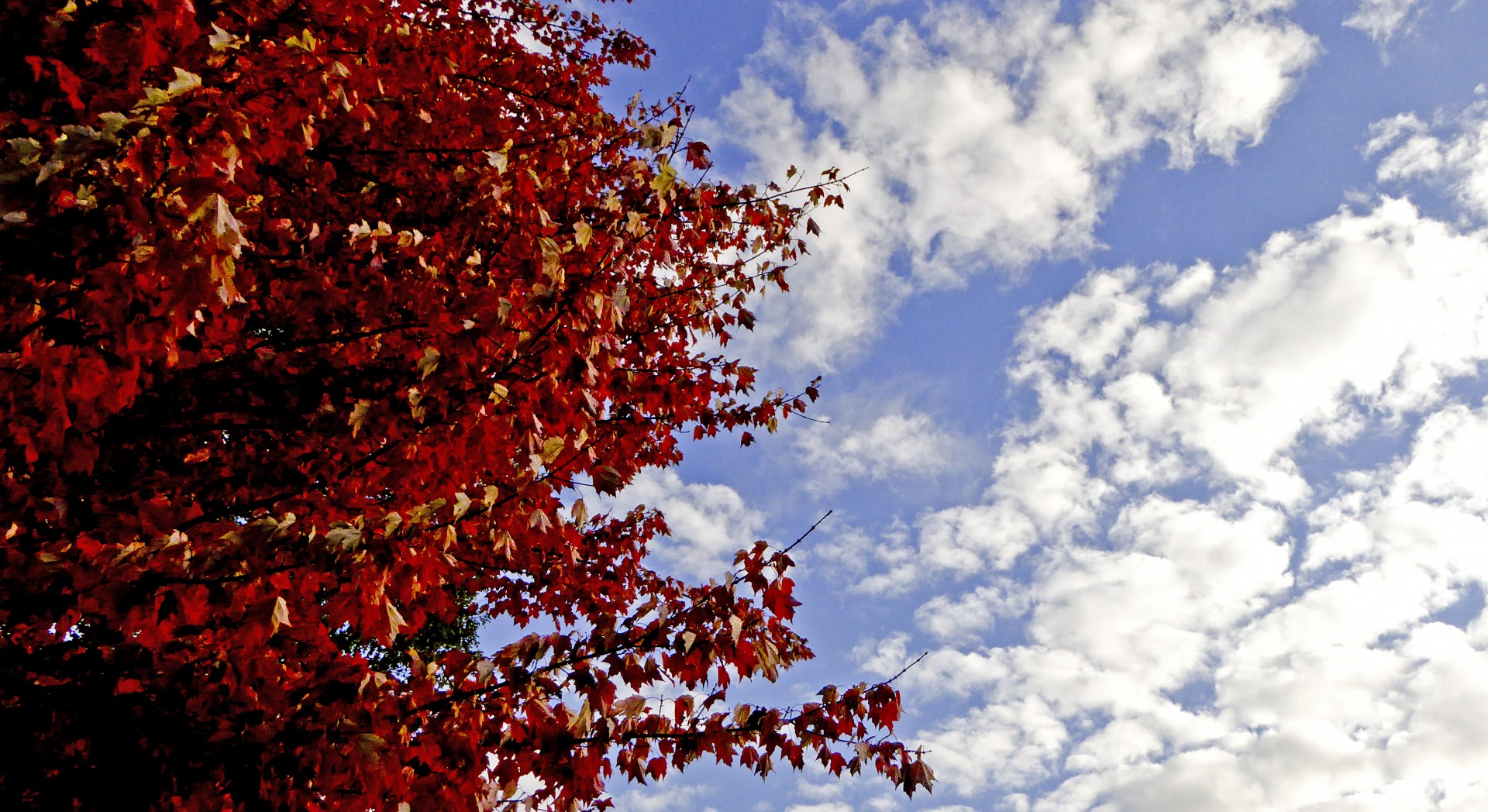 leaves maple red free photo