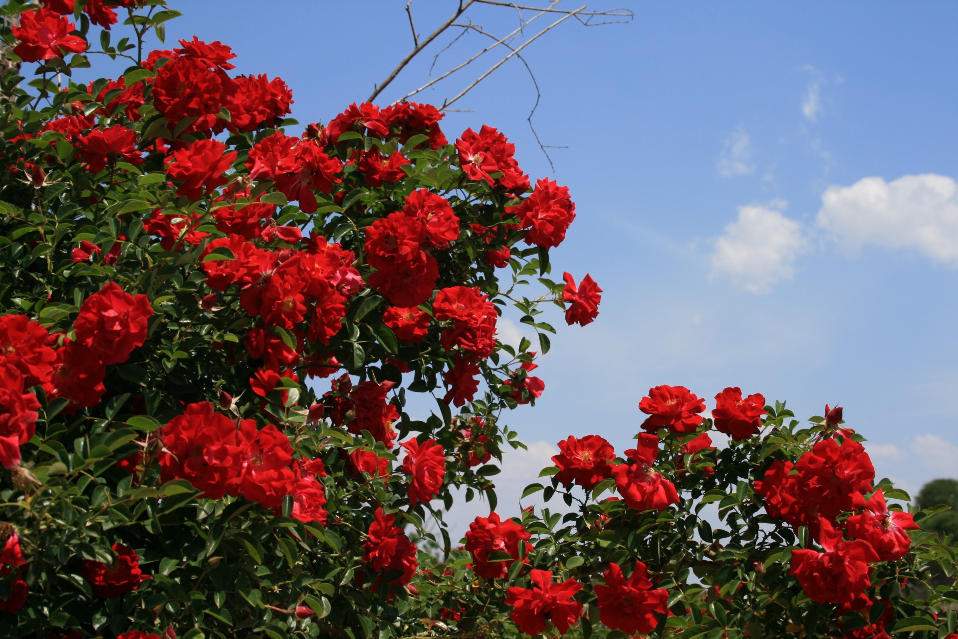 bush roses blooms free photo