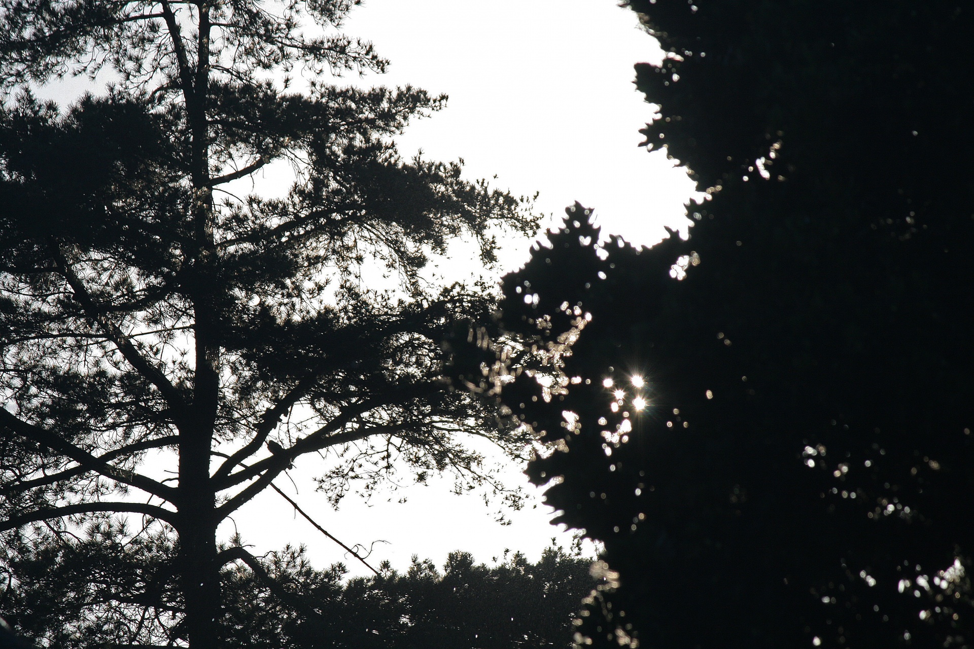 tree branches foliage free photo