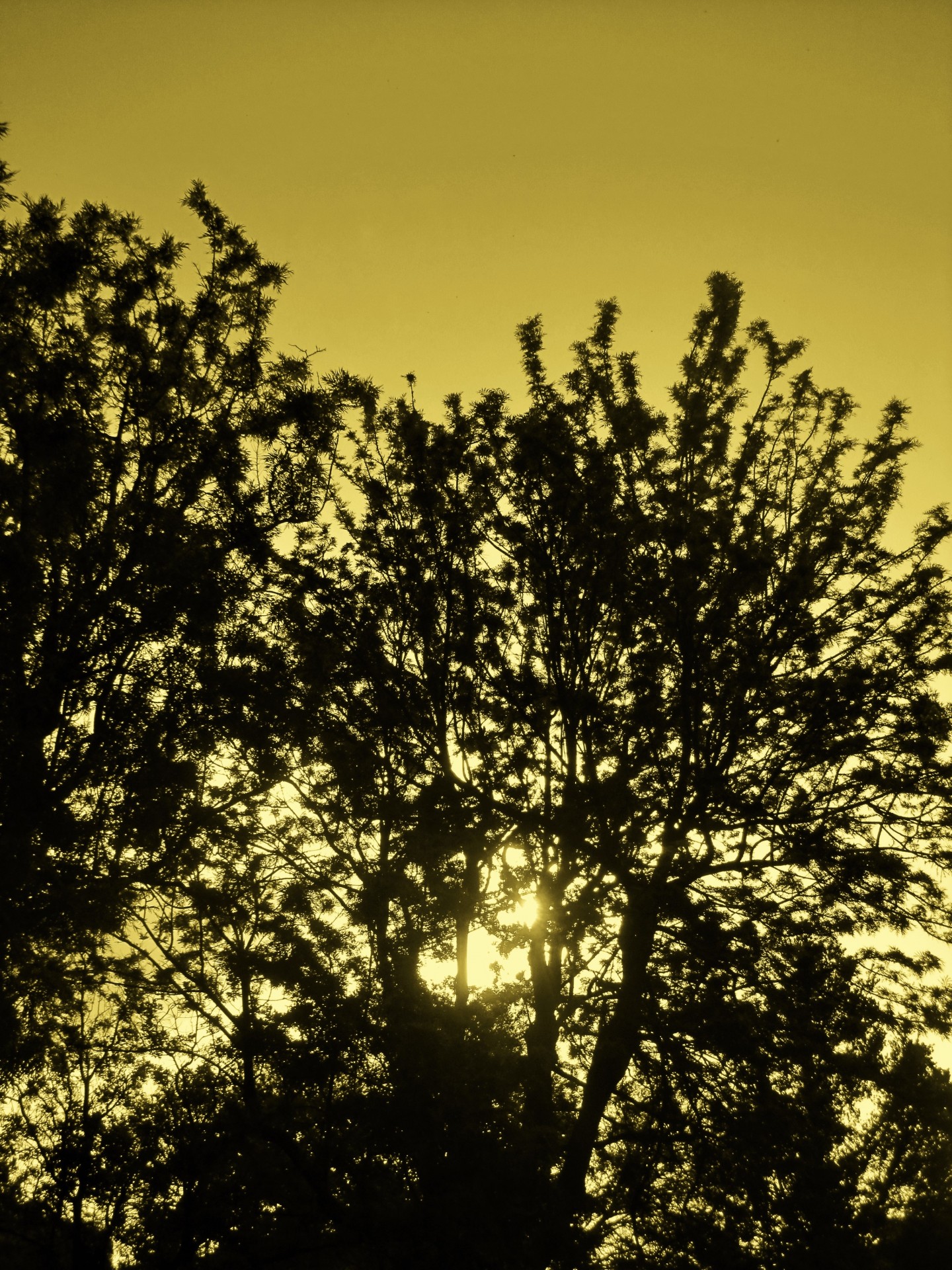 trees silhouette sun free photo