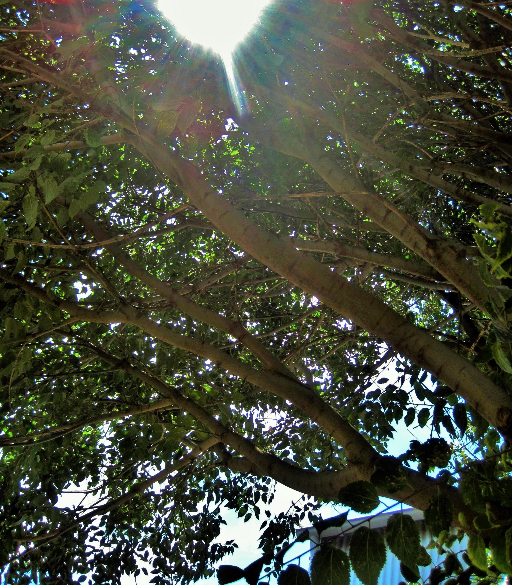 tree foliage dense free photo