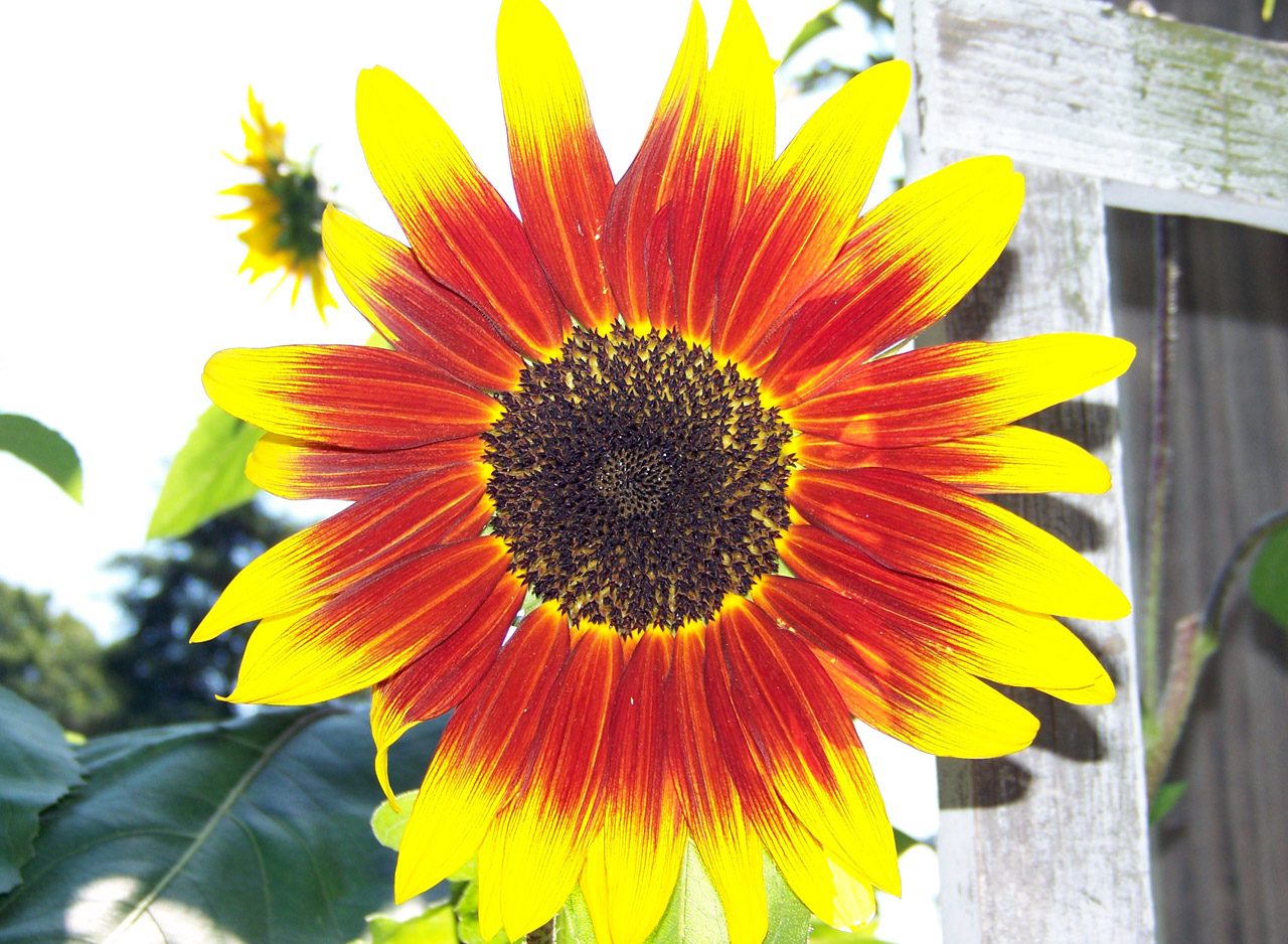 sunflower sunshine flower free photo