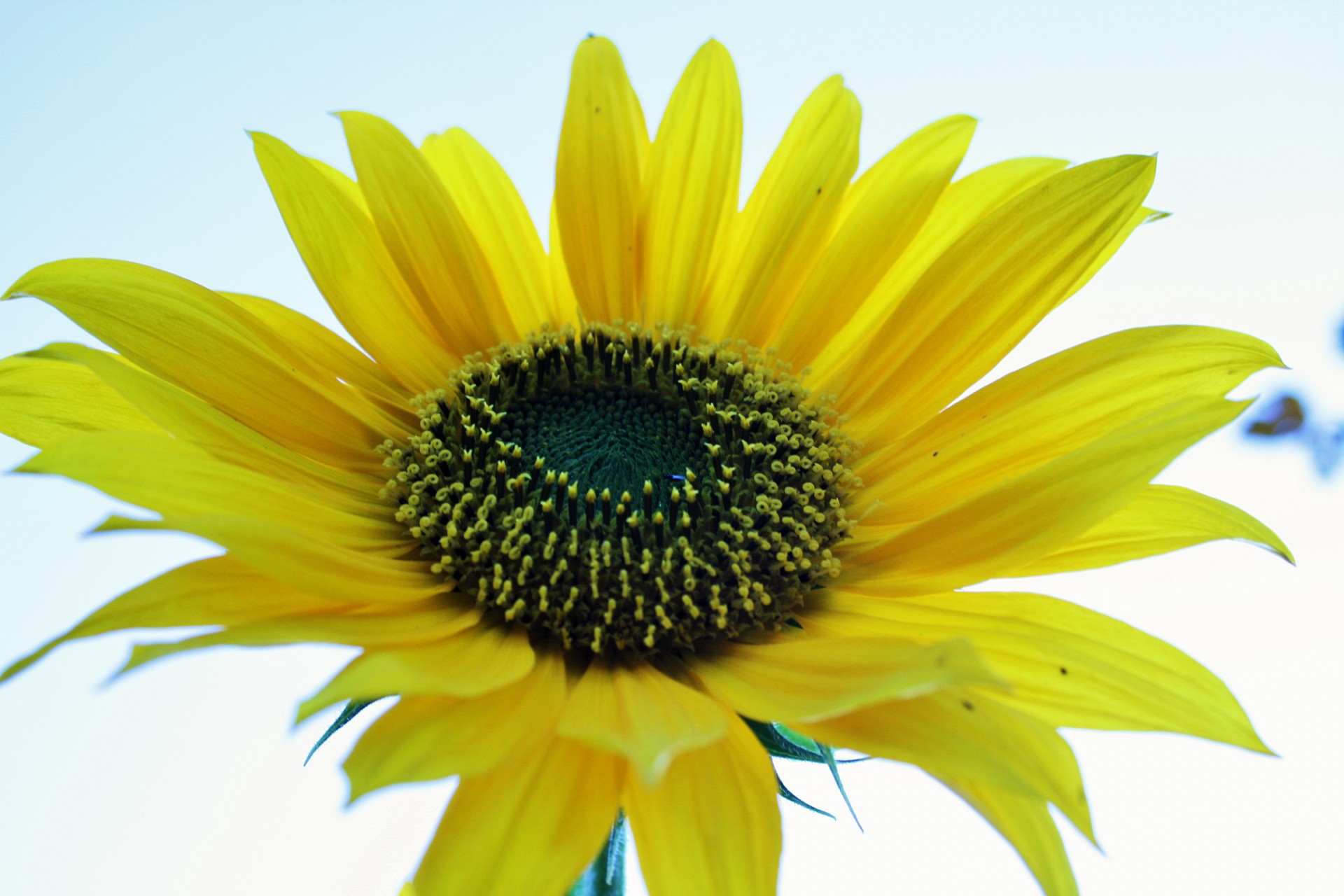 flower sunflower yellow free photo