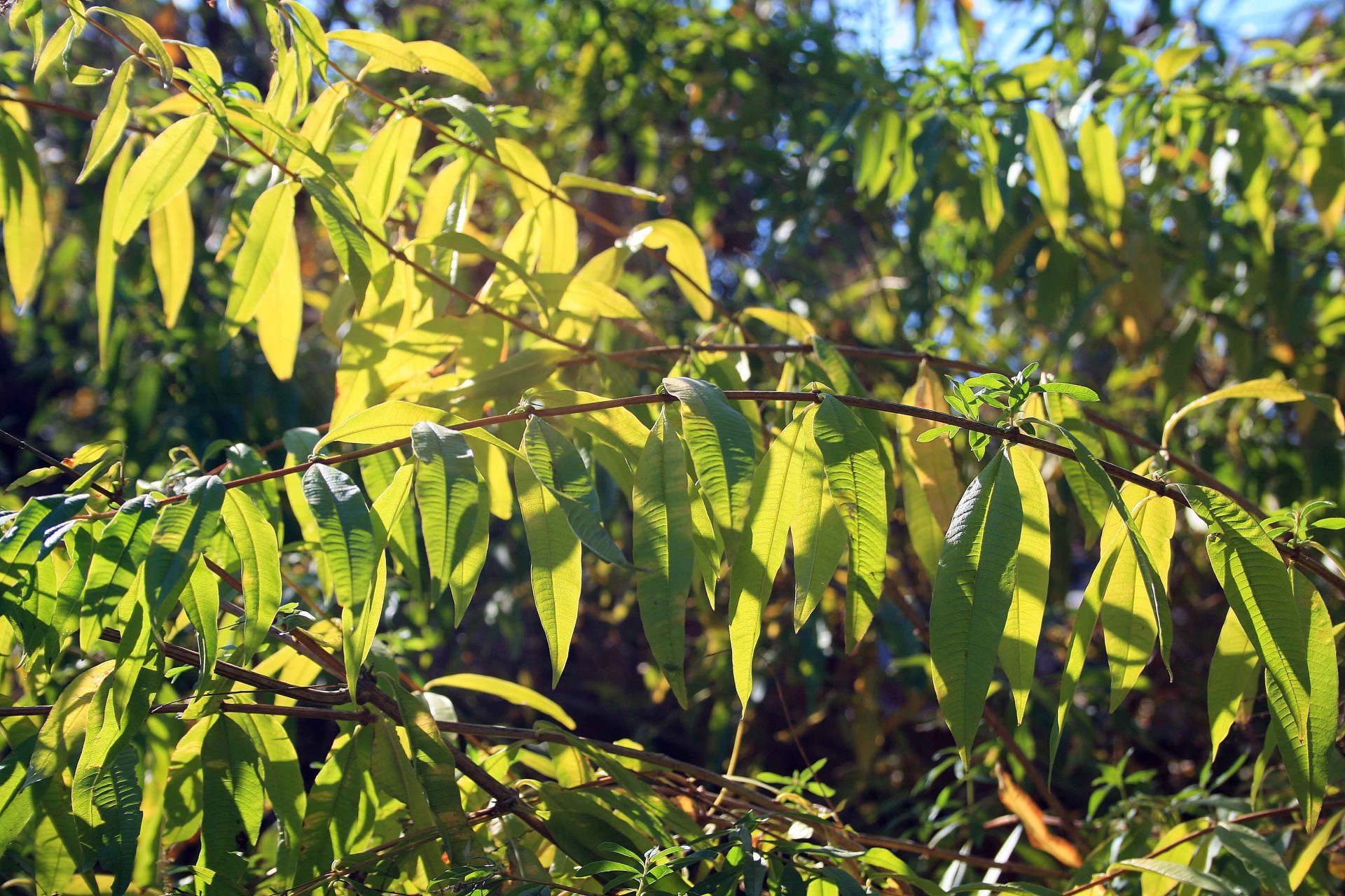 shrub herb leaves free photo