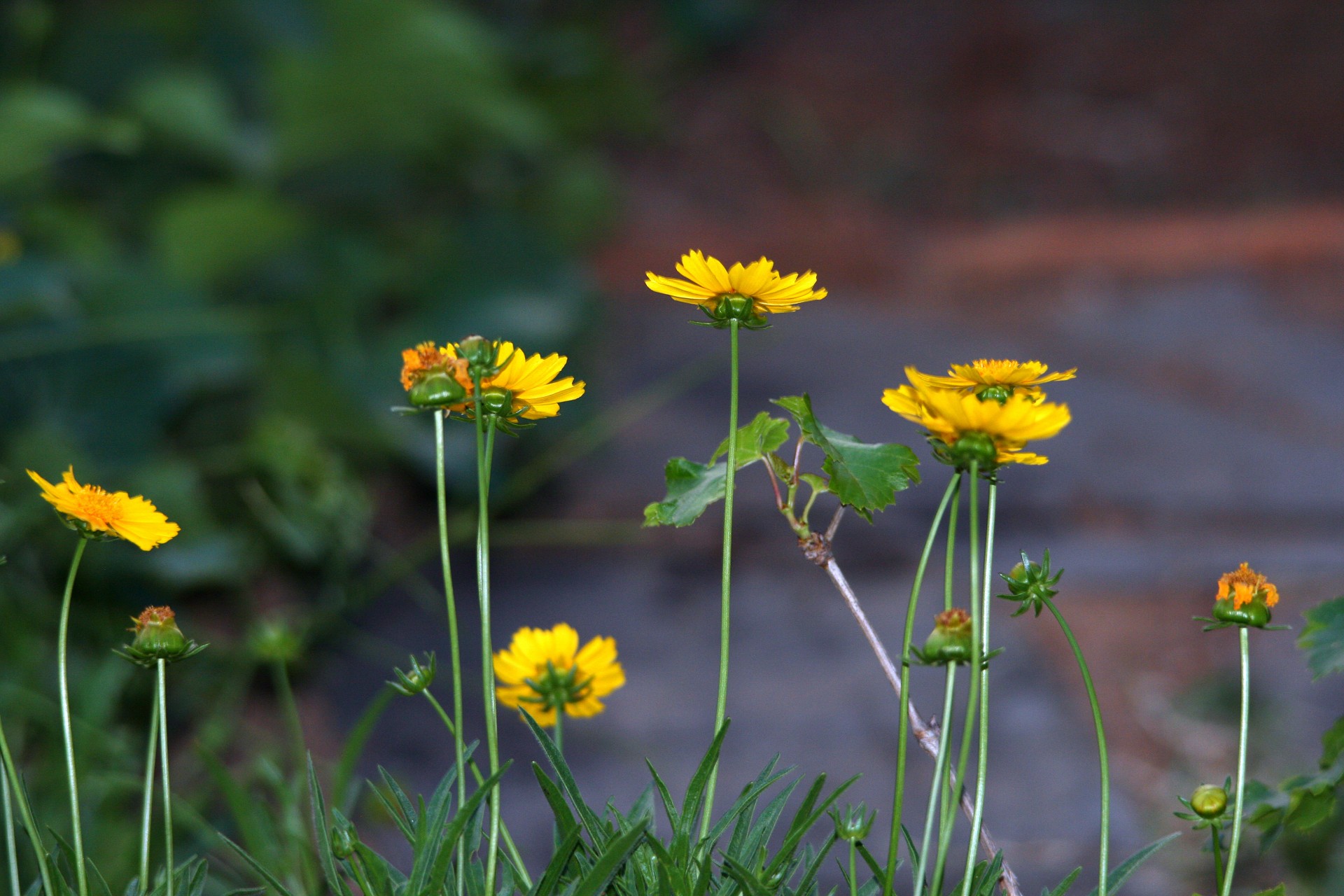 daisies tall straight free photo