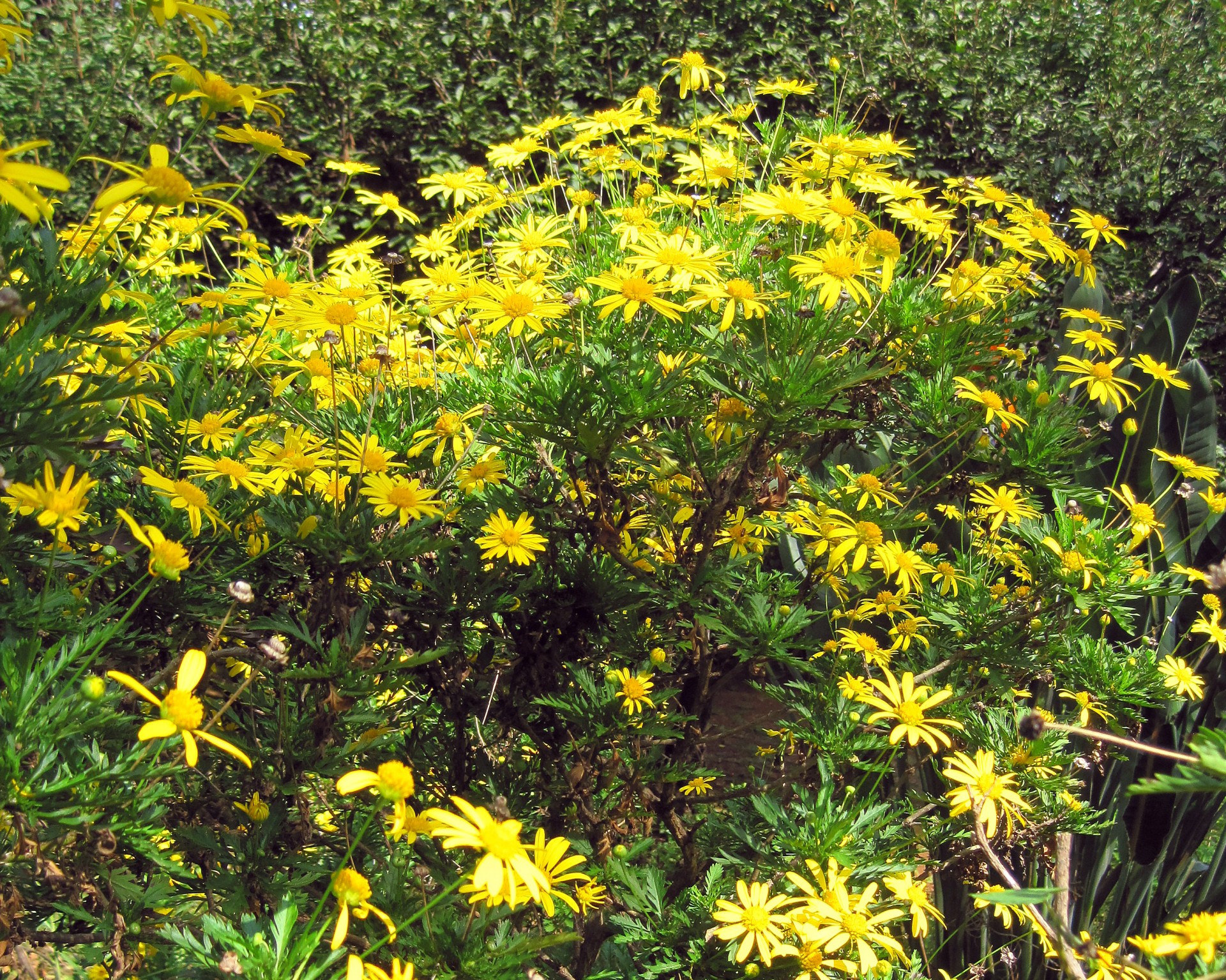 flowers daisies yellow free photo