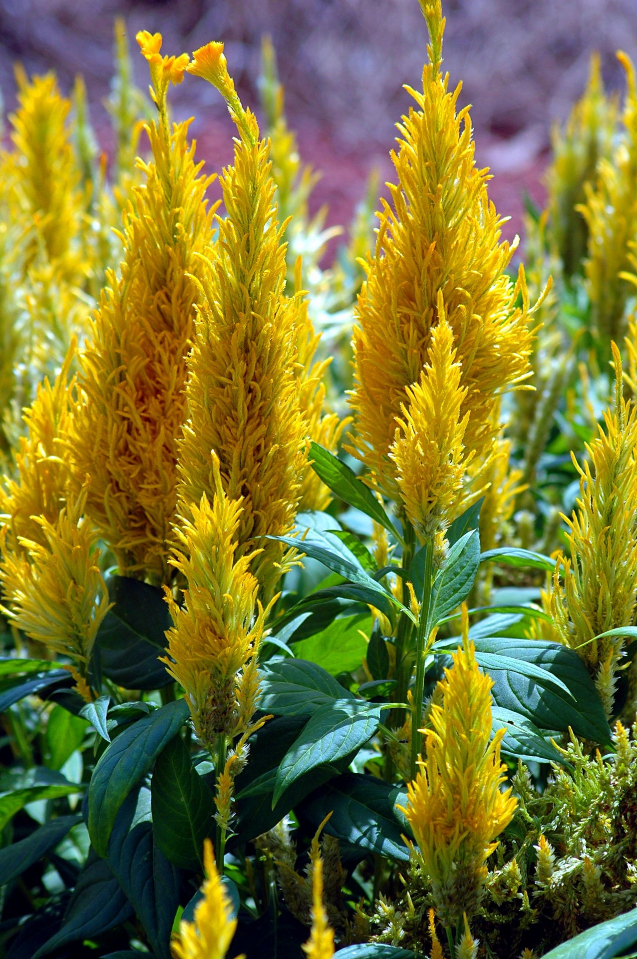 vibrant yellow bush free photo