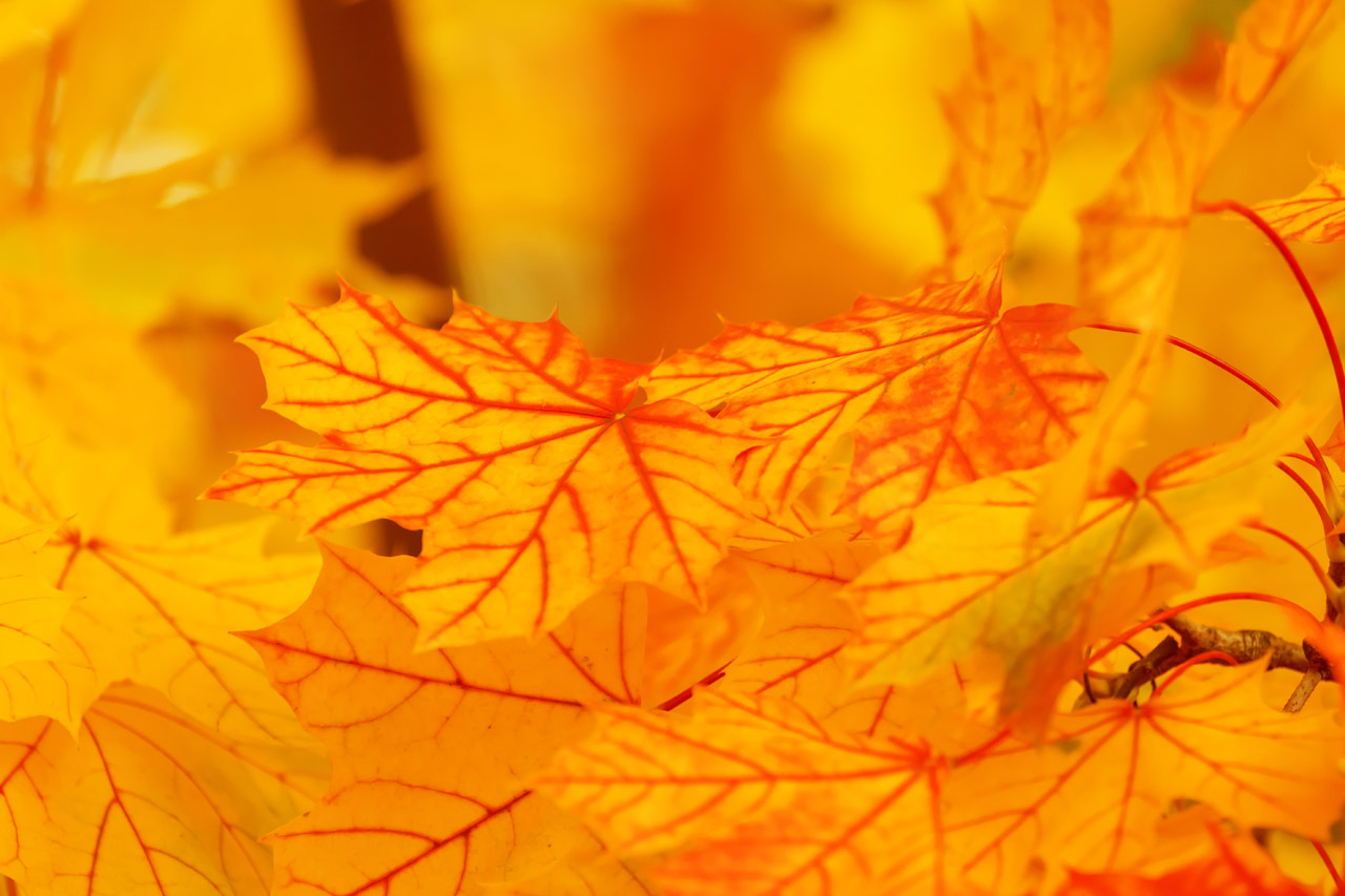 abstract autumn background free photo
