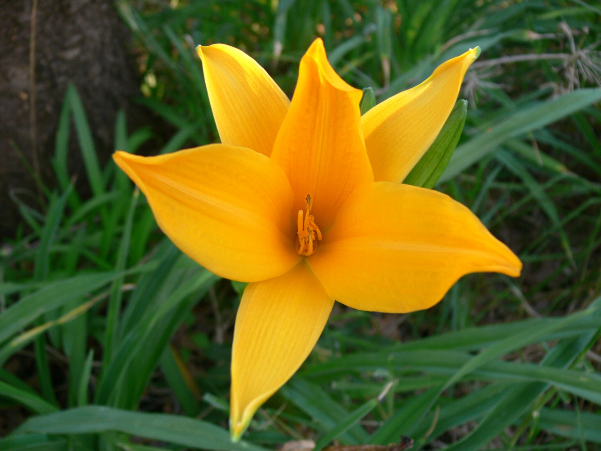 yellow flower lily free photo